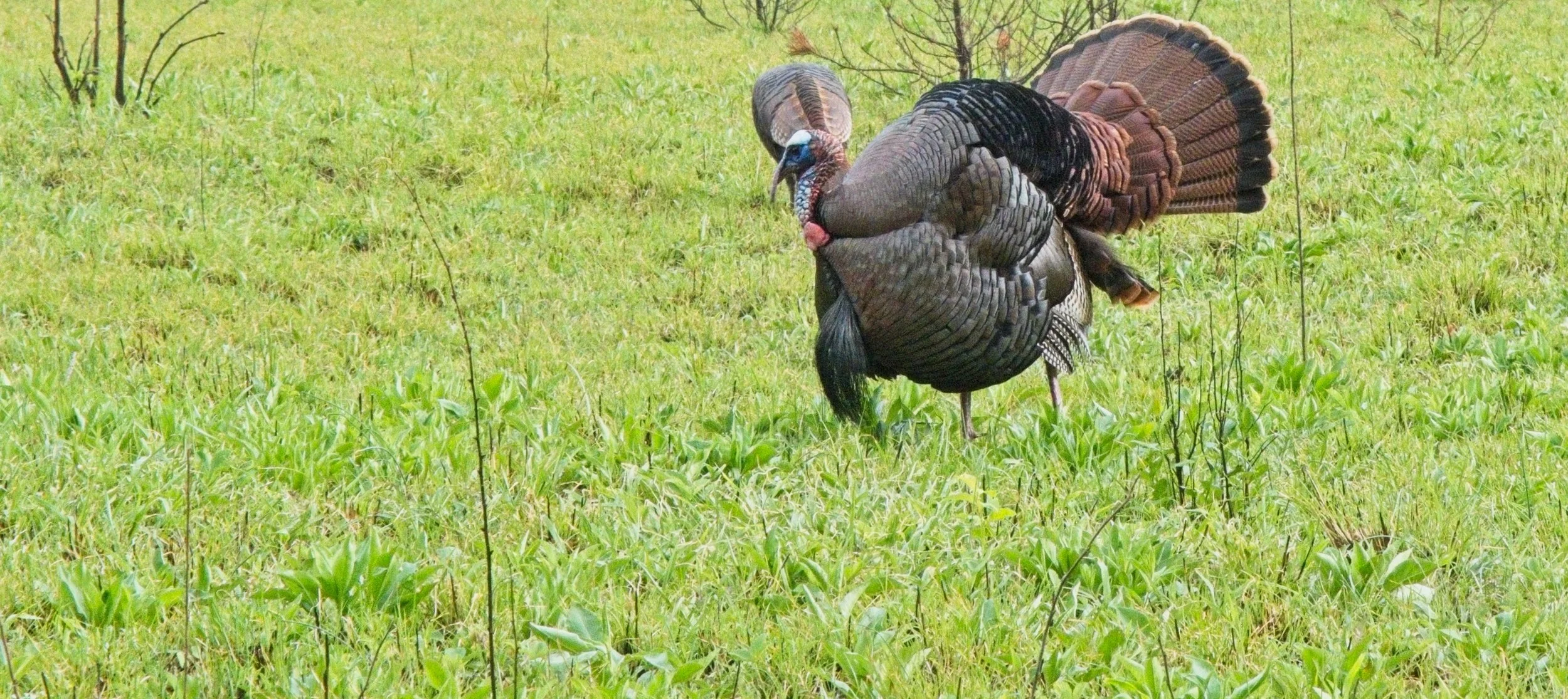 Turkey GSMNP .jpg