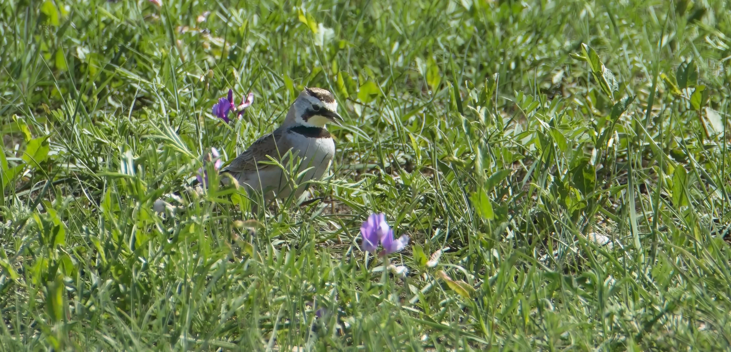 Horned Lark.jpg
