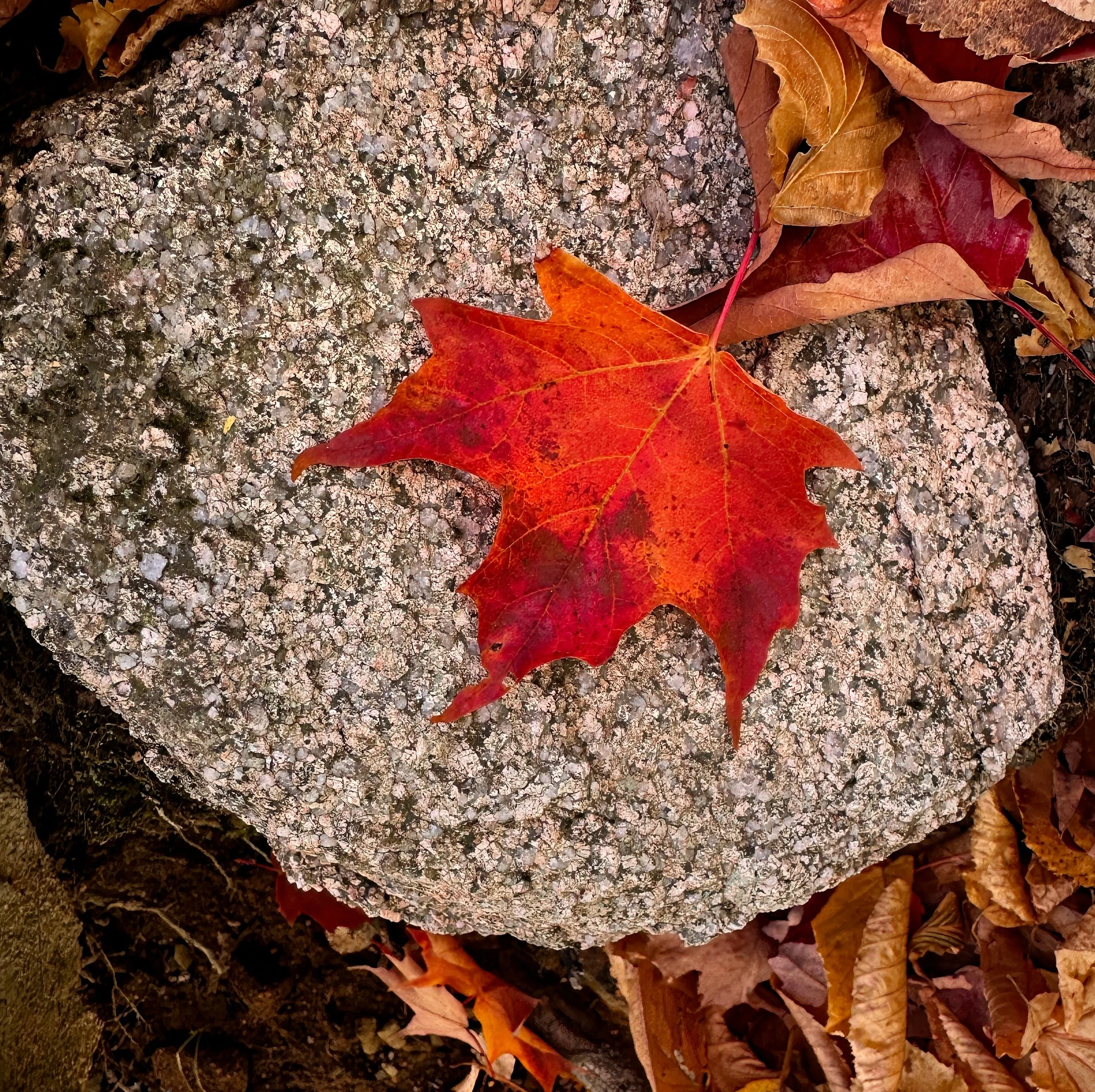 Leaf.jpg