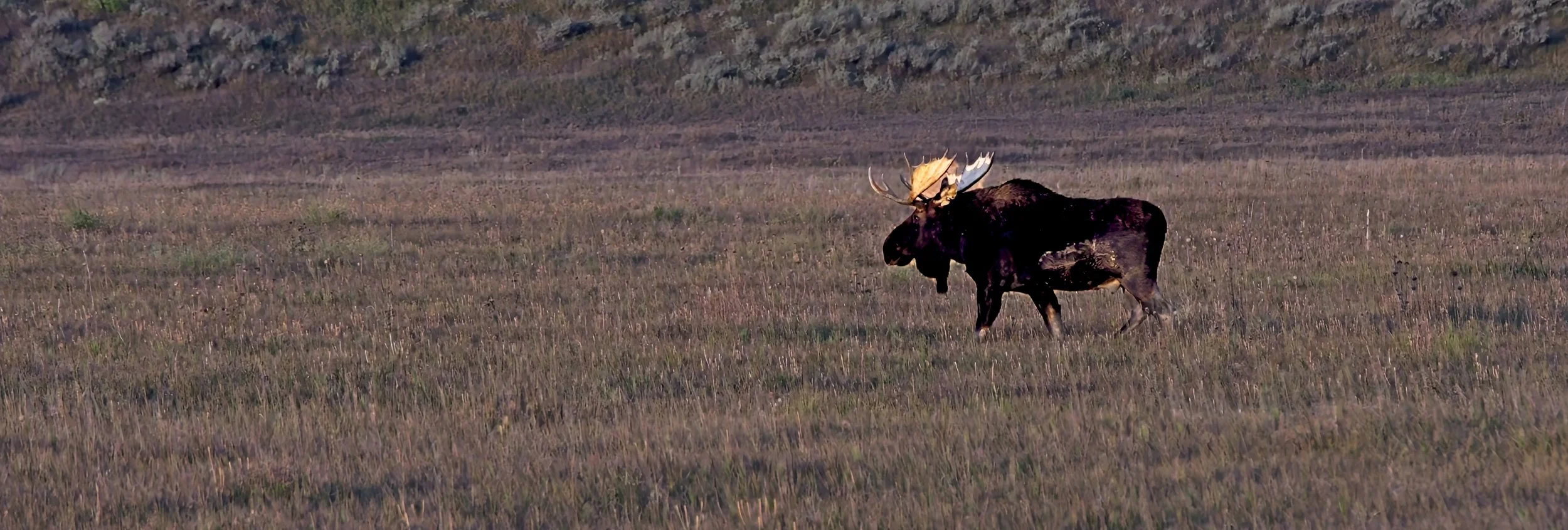 Moose Tetons.jpg