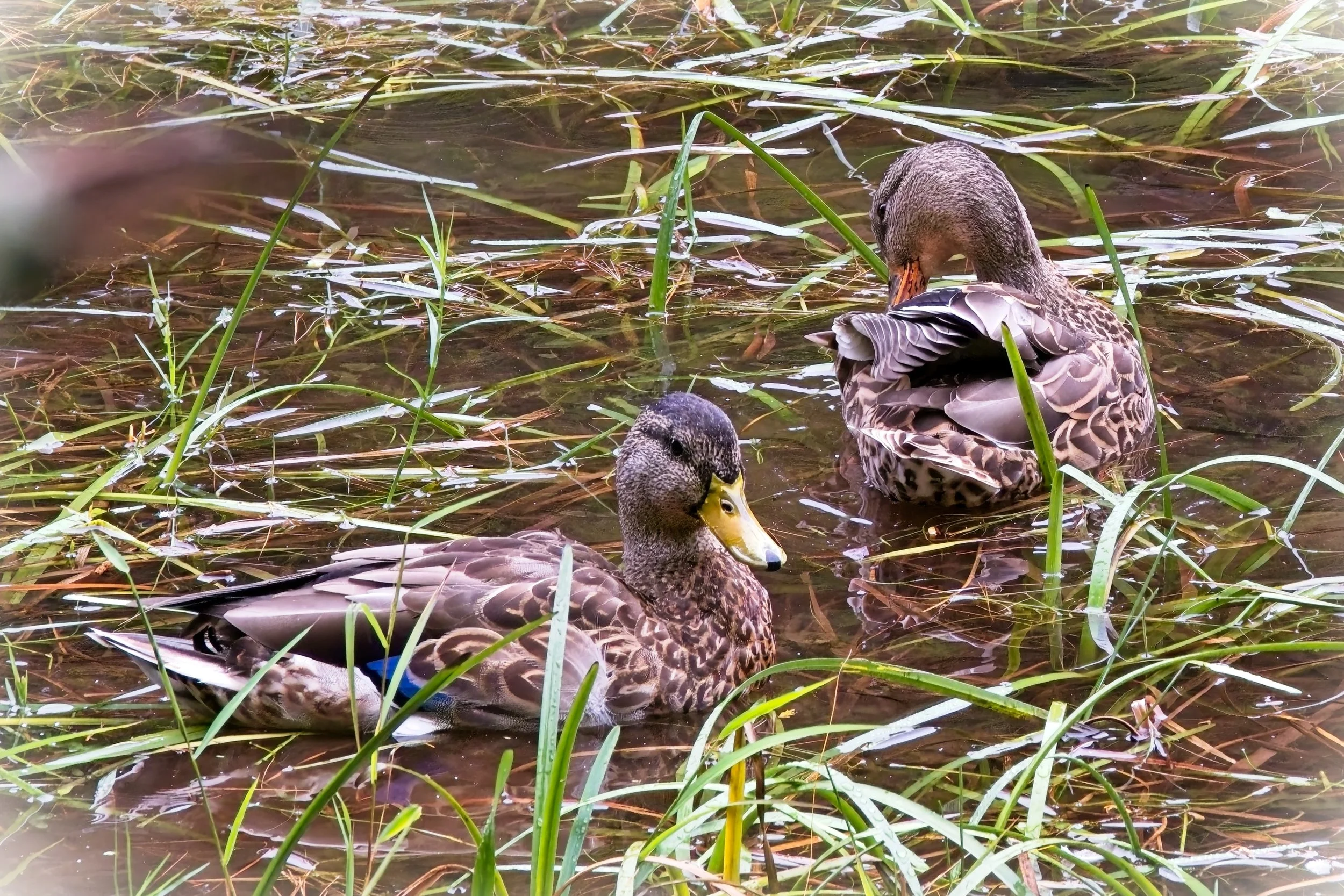 Mallards.jpg