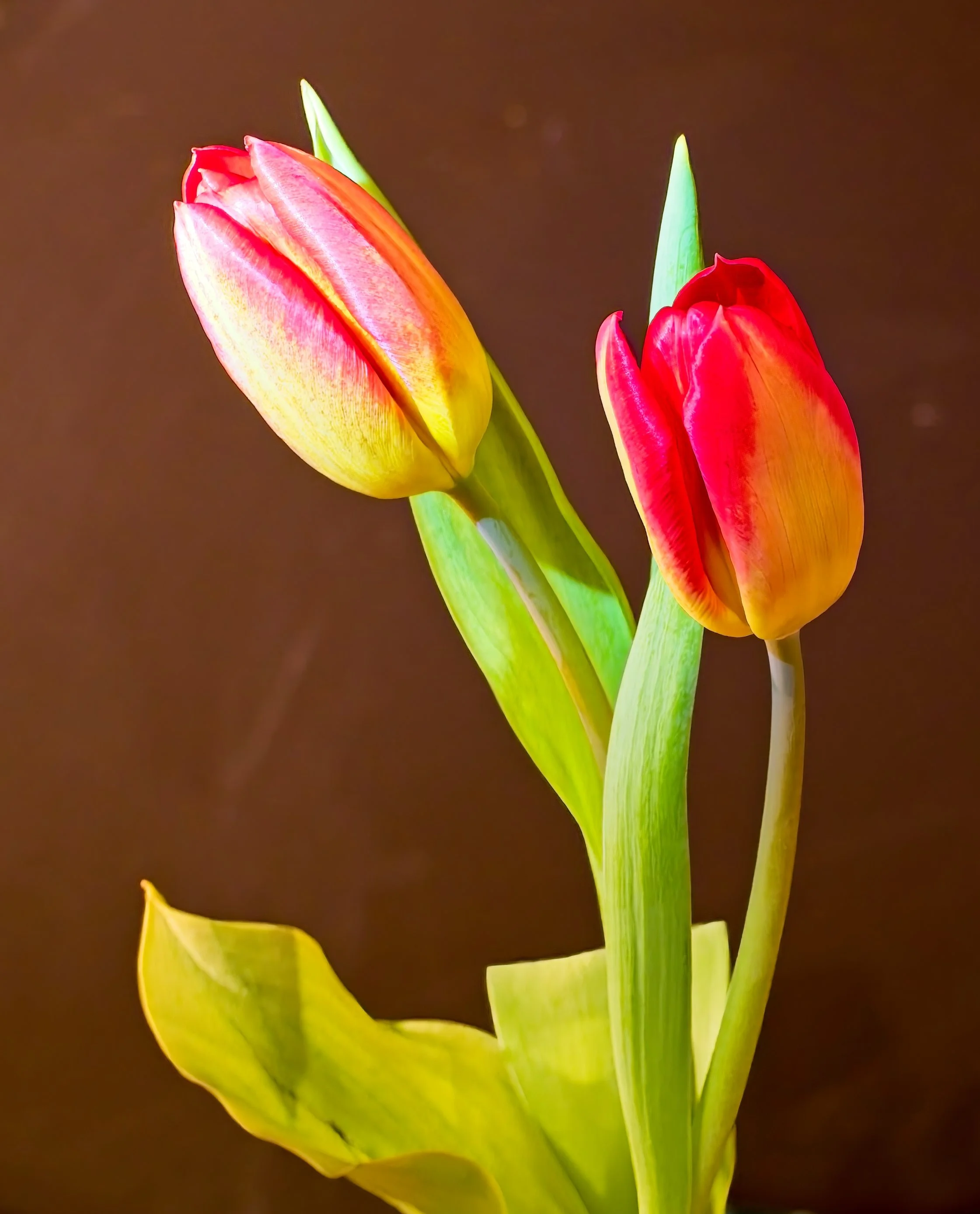 tulips.jpg