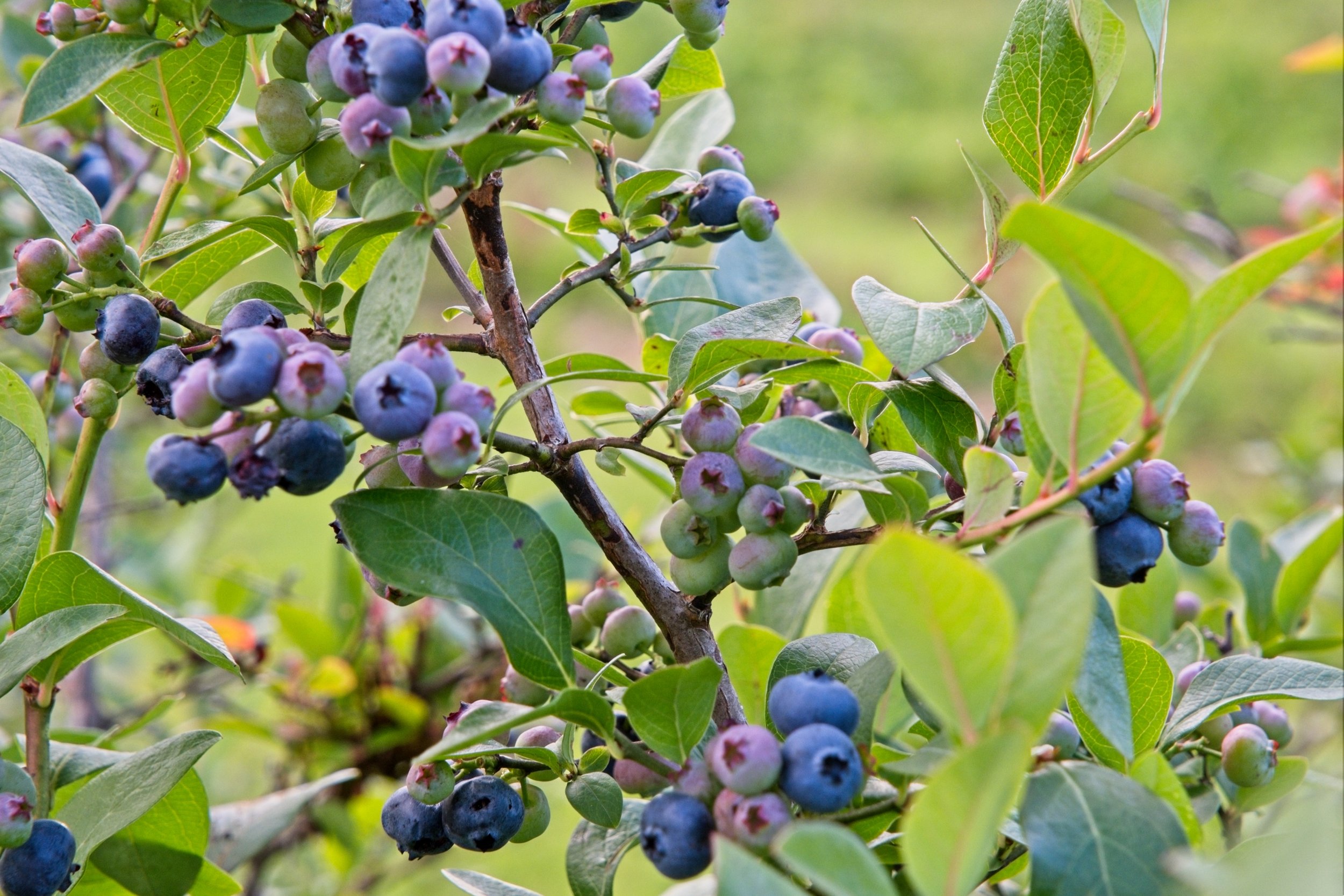 blueberries, fresh.jpg