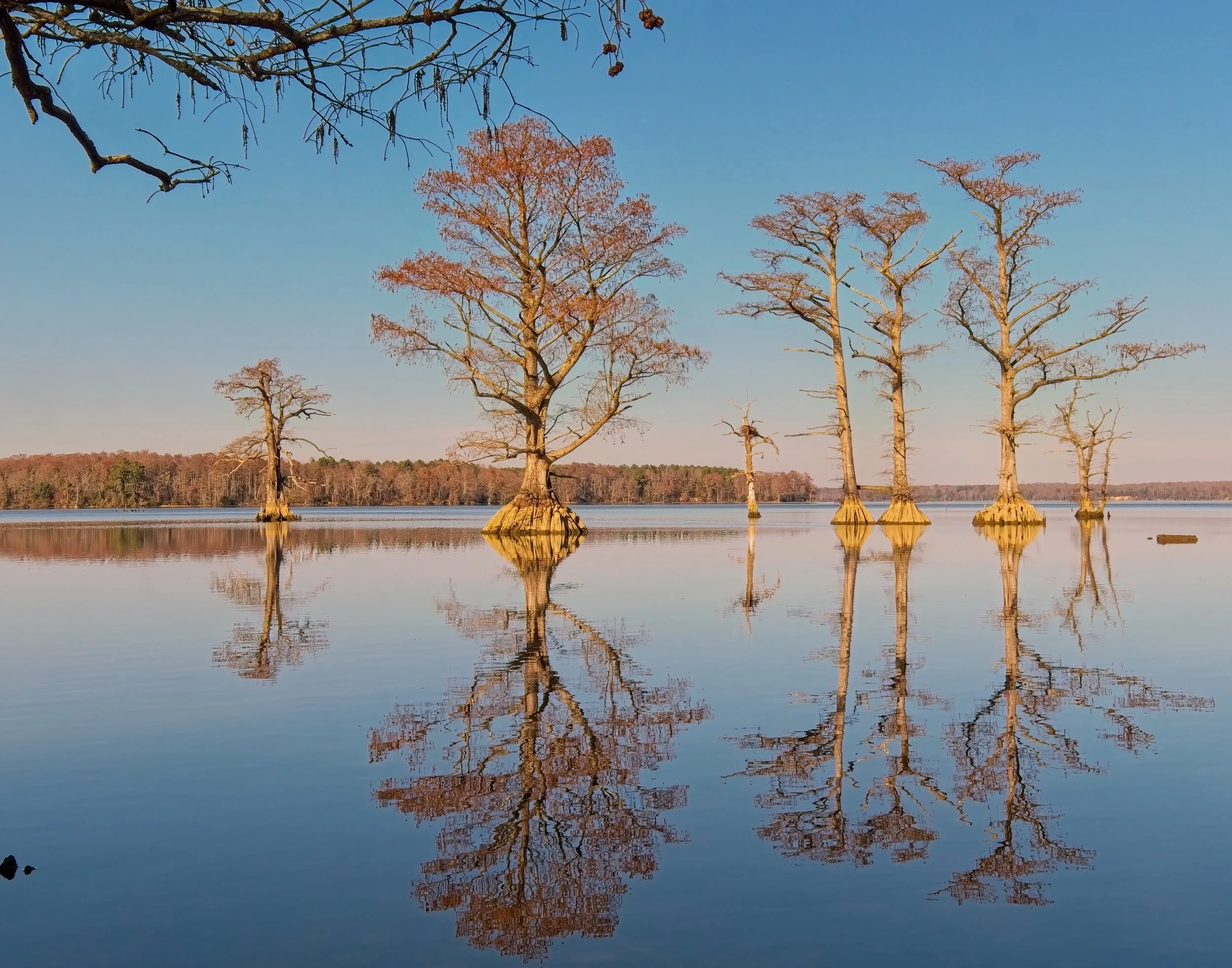James River Trees 1.jpg