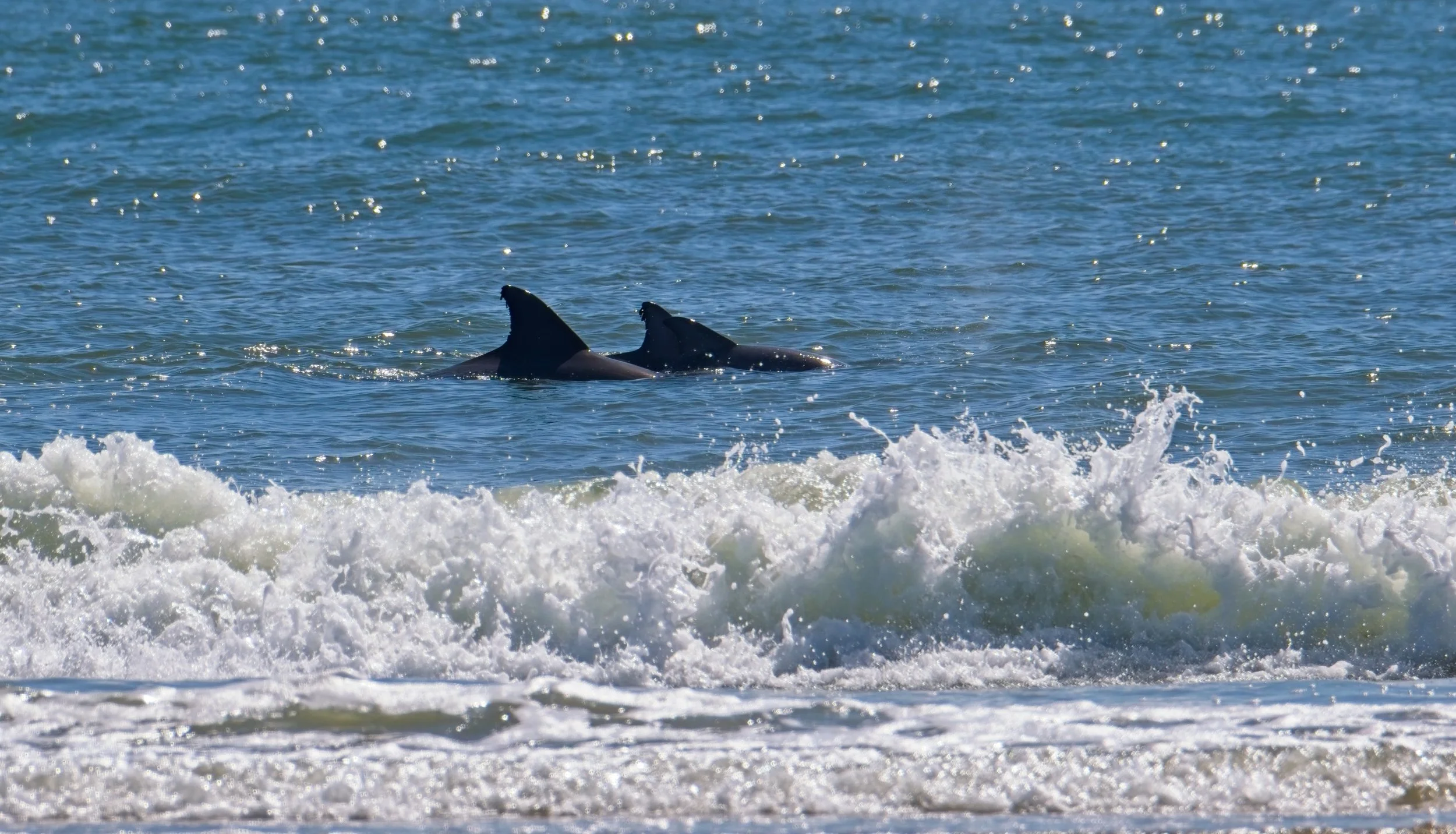 Porpous Wave.jpg