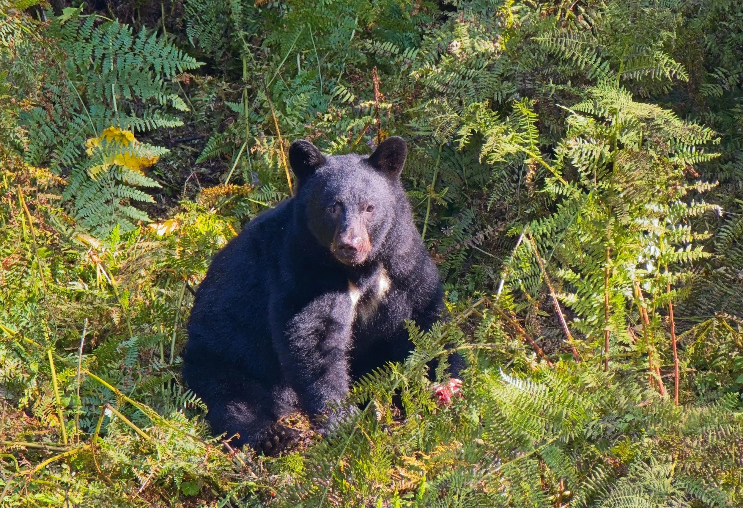 Black Bear.jpg