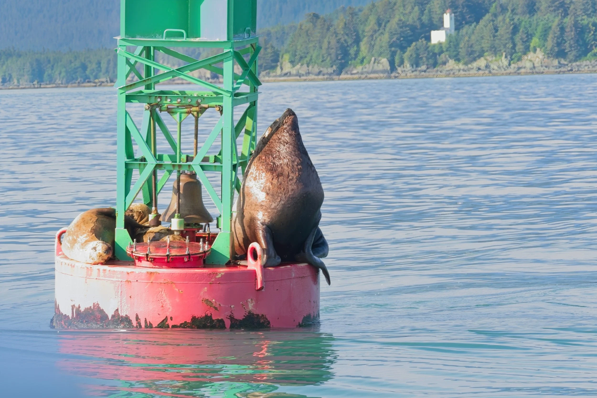 Seal Stellar Sea Lion.jpg