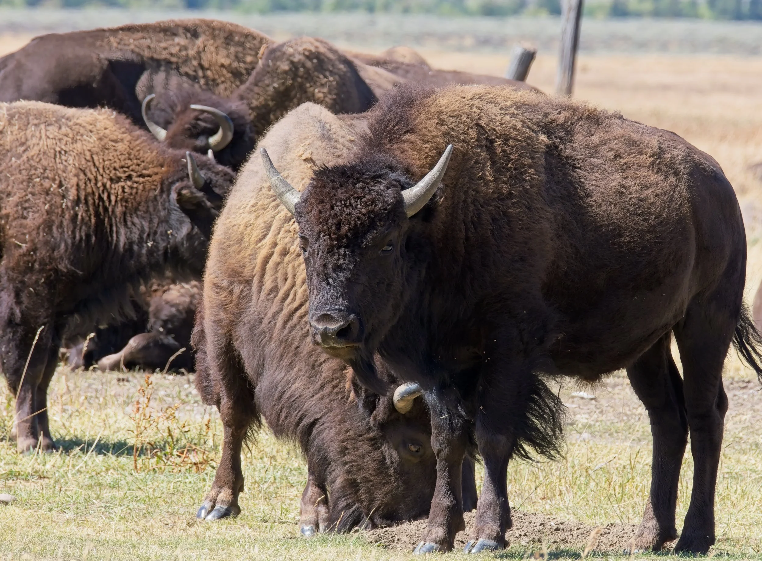 Bison.jpg