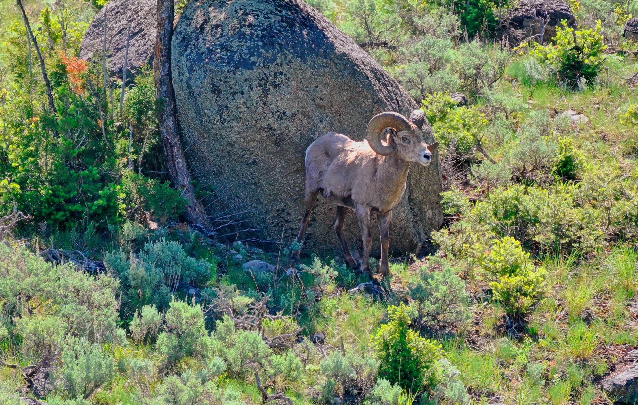 Big Horn Sheep.jpg
