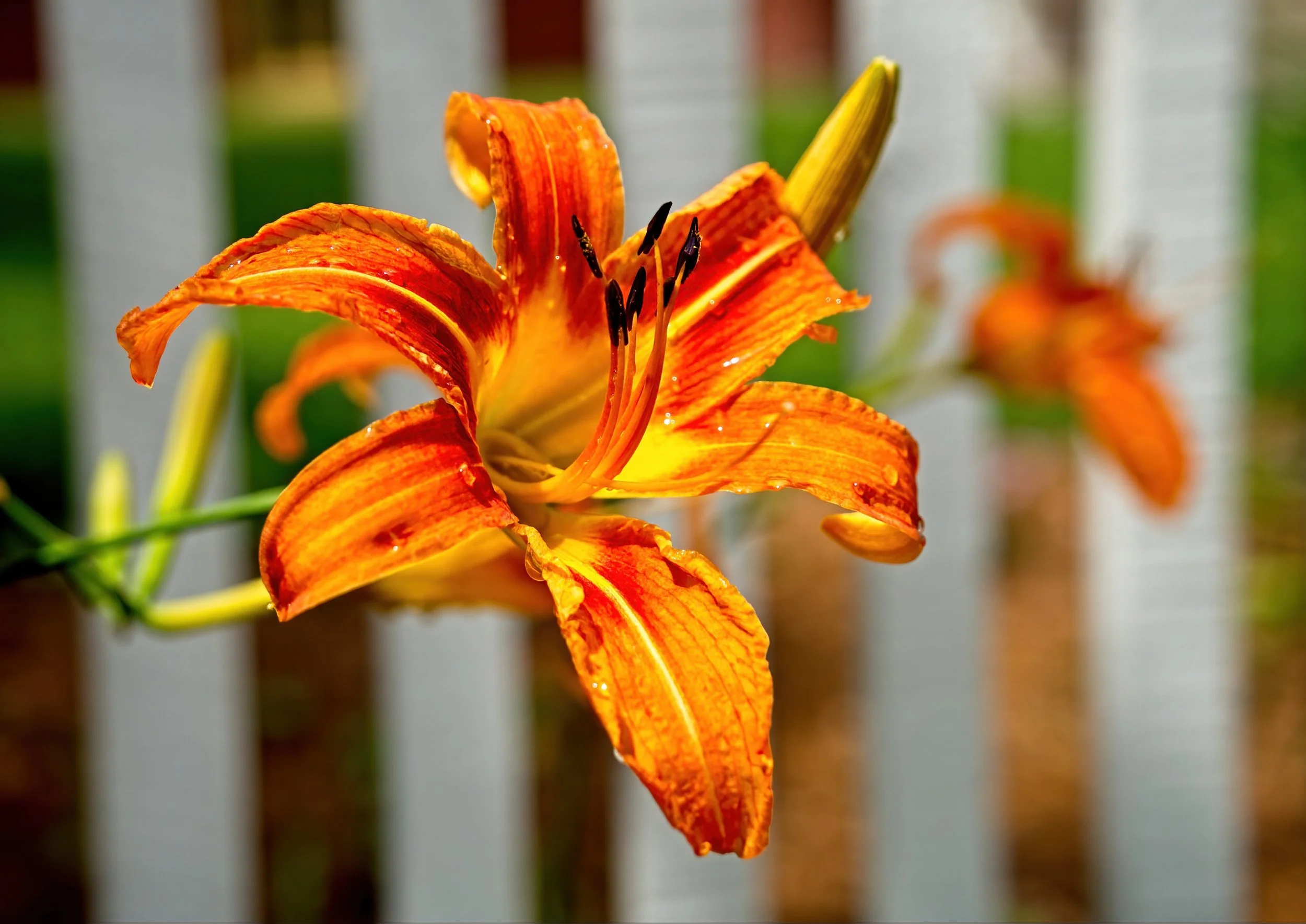 0001koors ranchAddie GraduationNEW-DeNoiseAI-standard.jpg