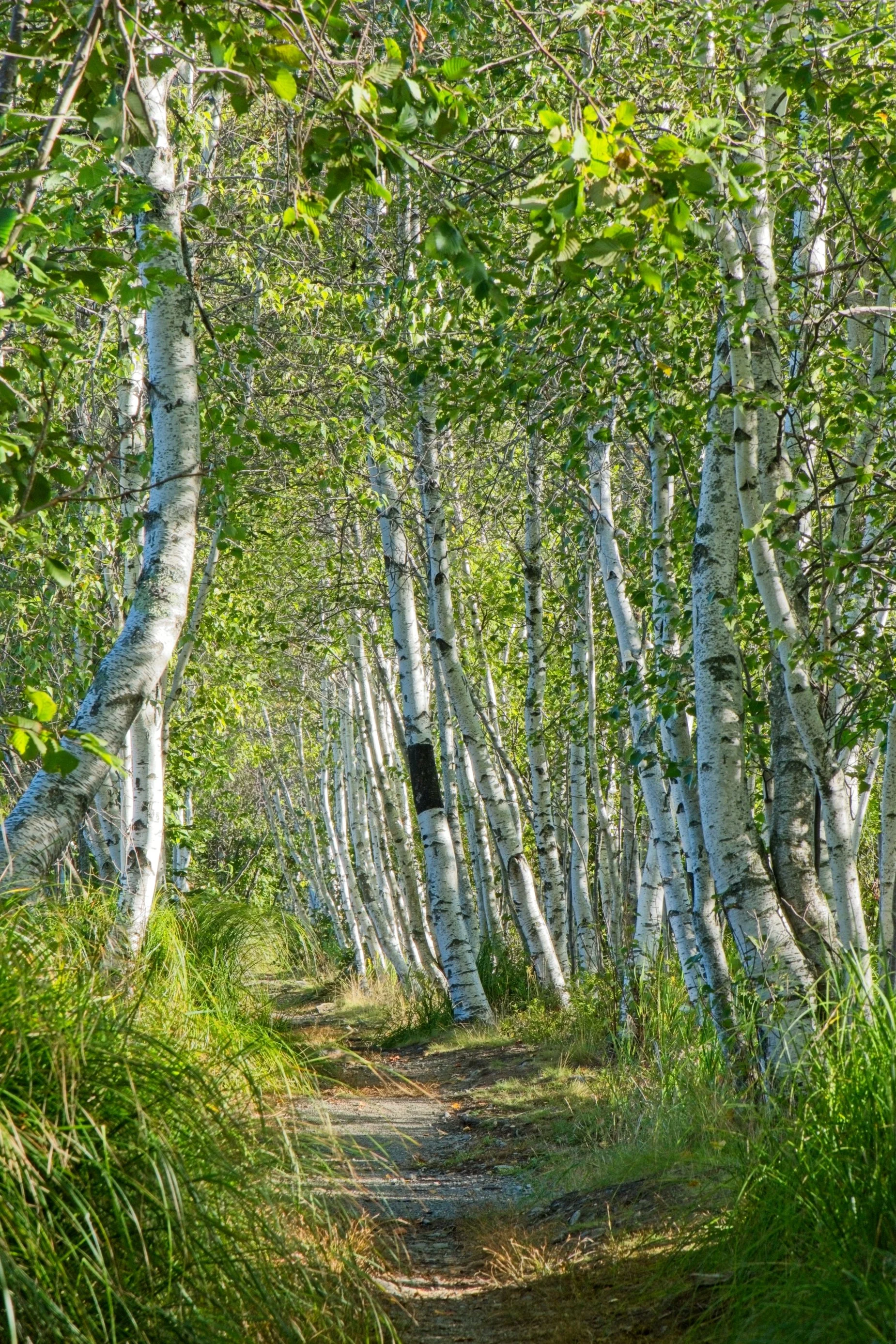 acadia post 2.jpg