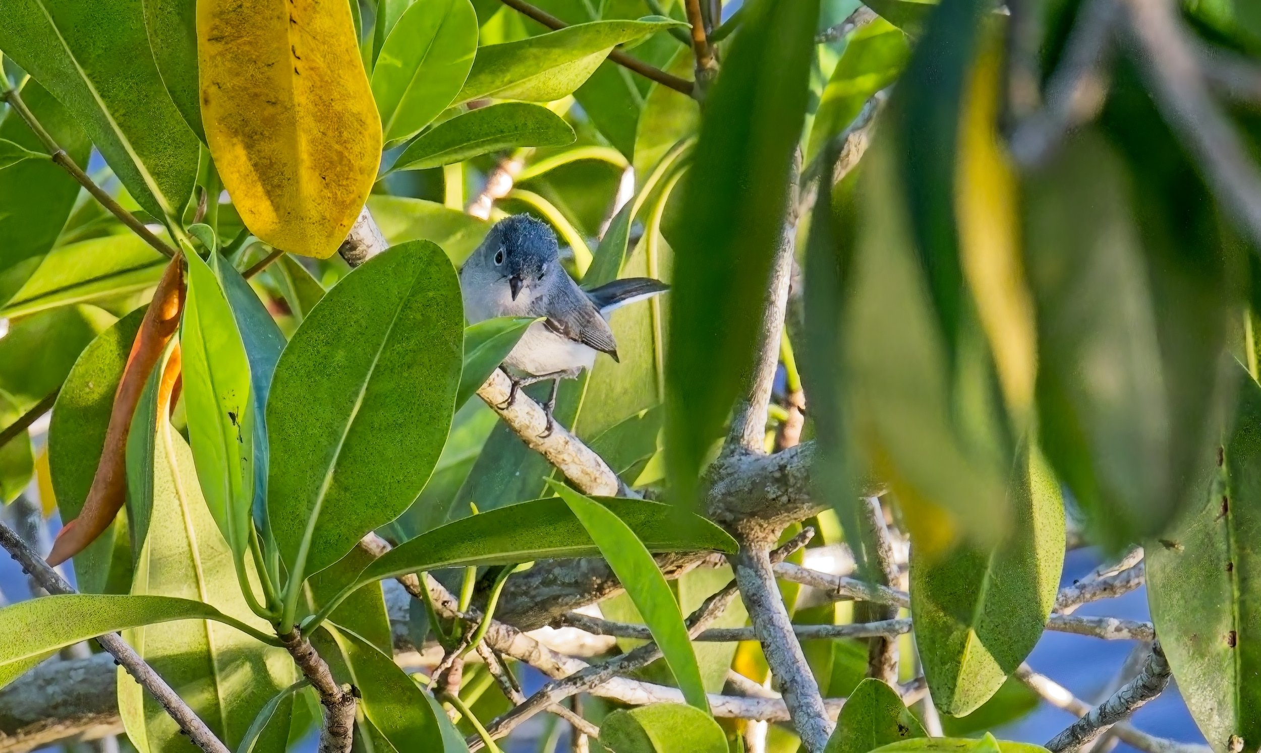 Blue Grey Gnatcatcher 1.jpg