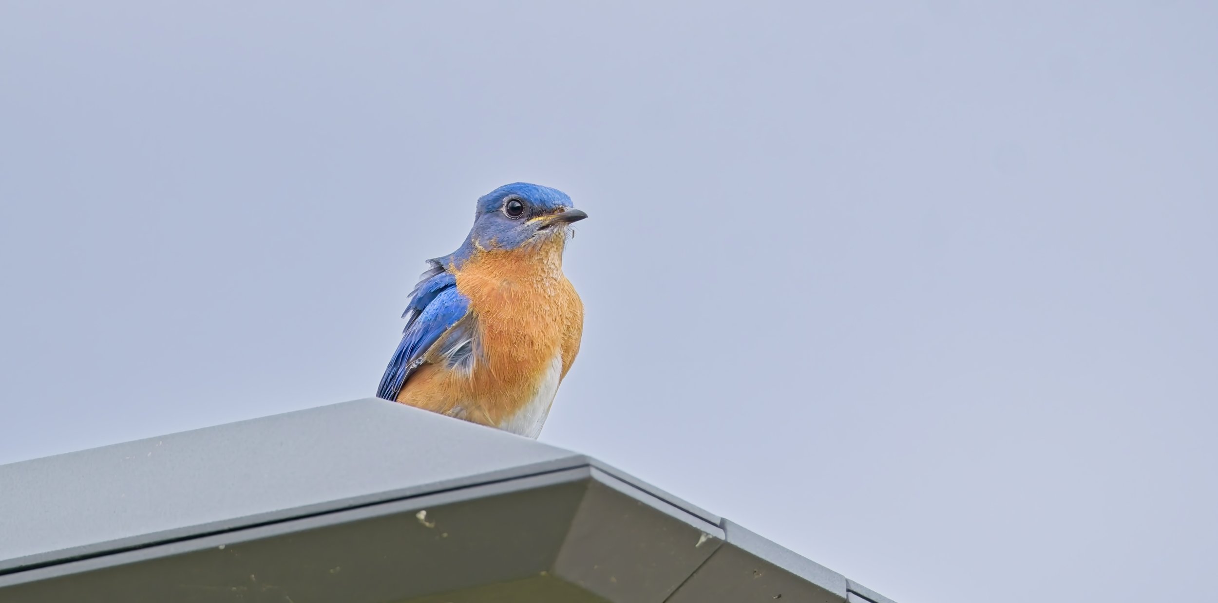 E bluebird.jpg