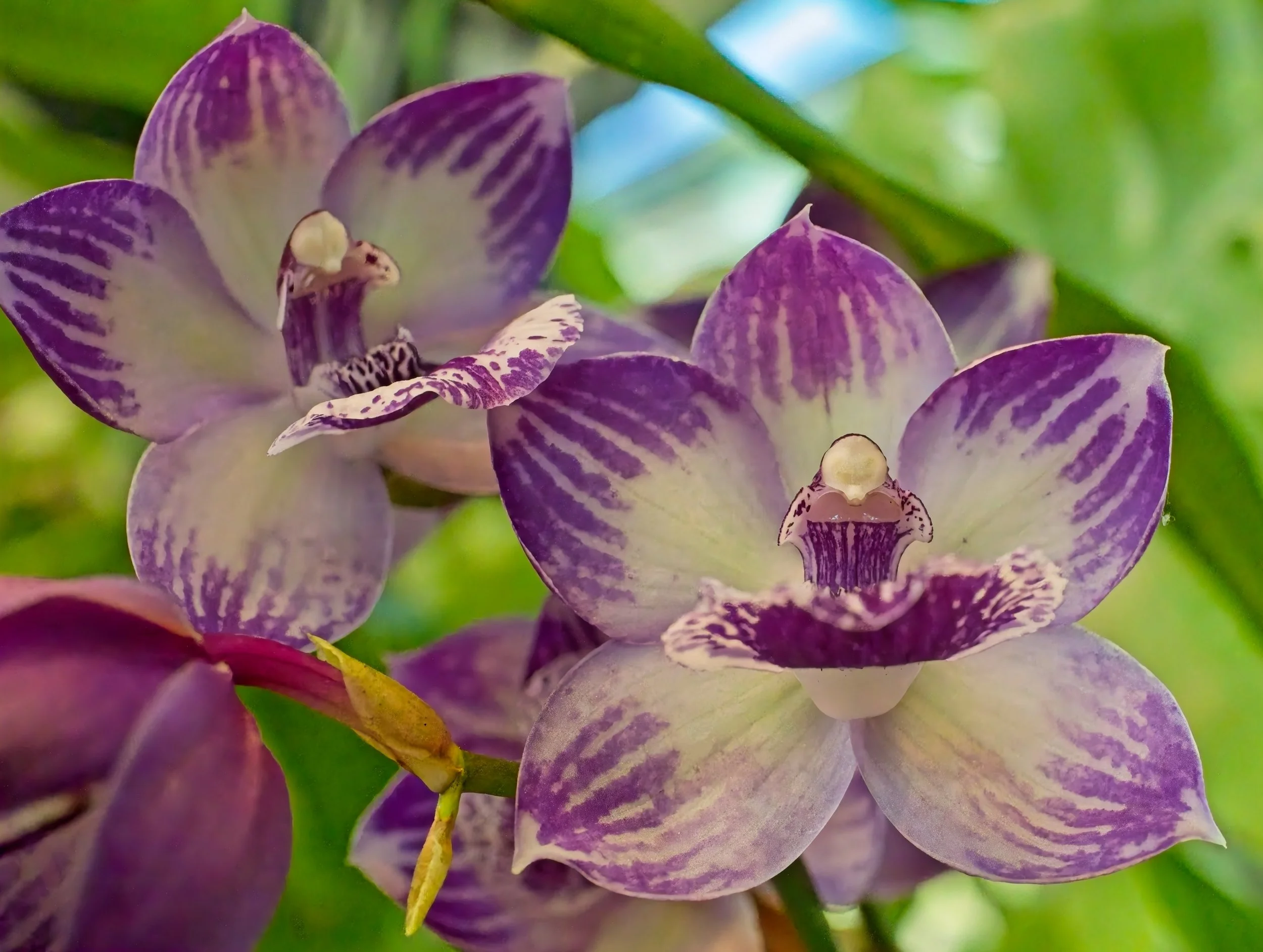 orchaids brookgreen.jpg