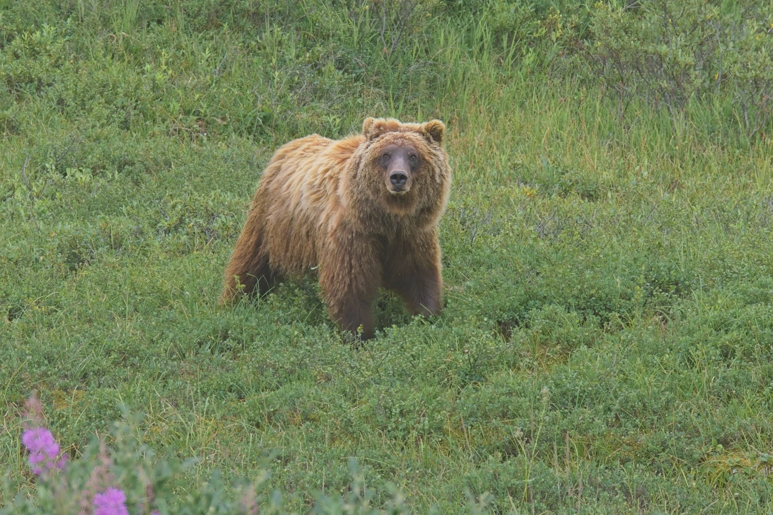 GRIzzley.jpg