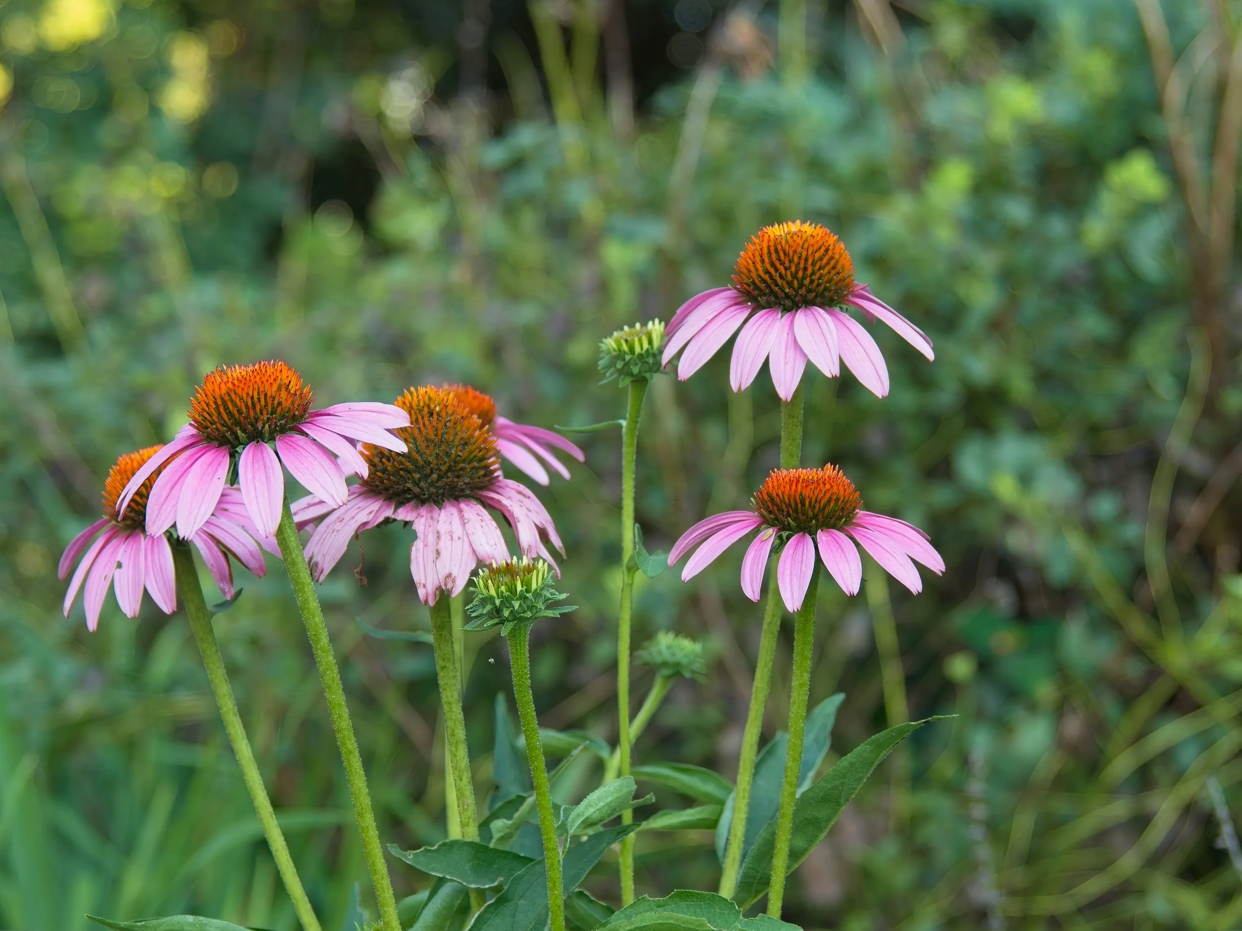 OM! Cornflower.jpg