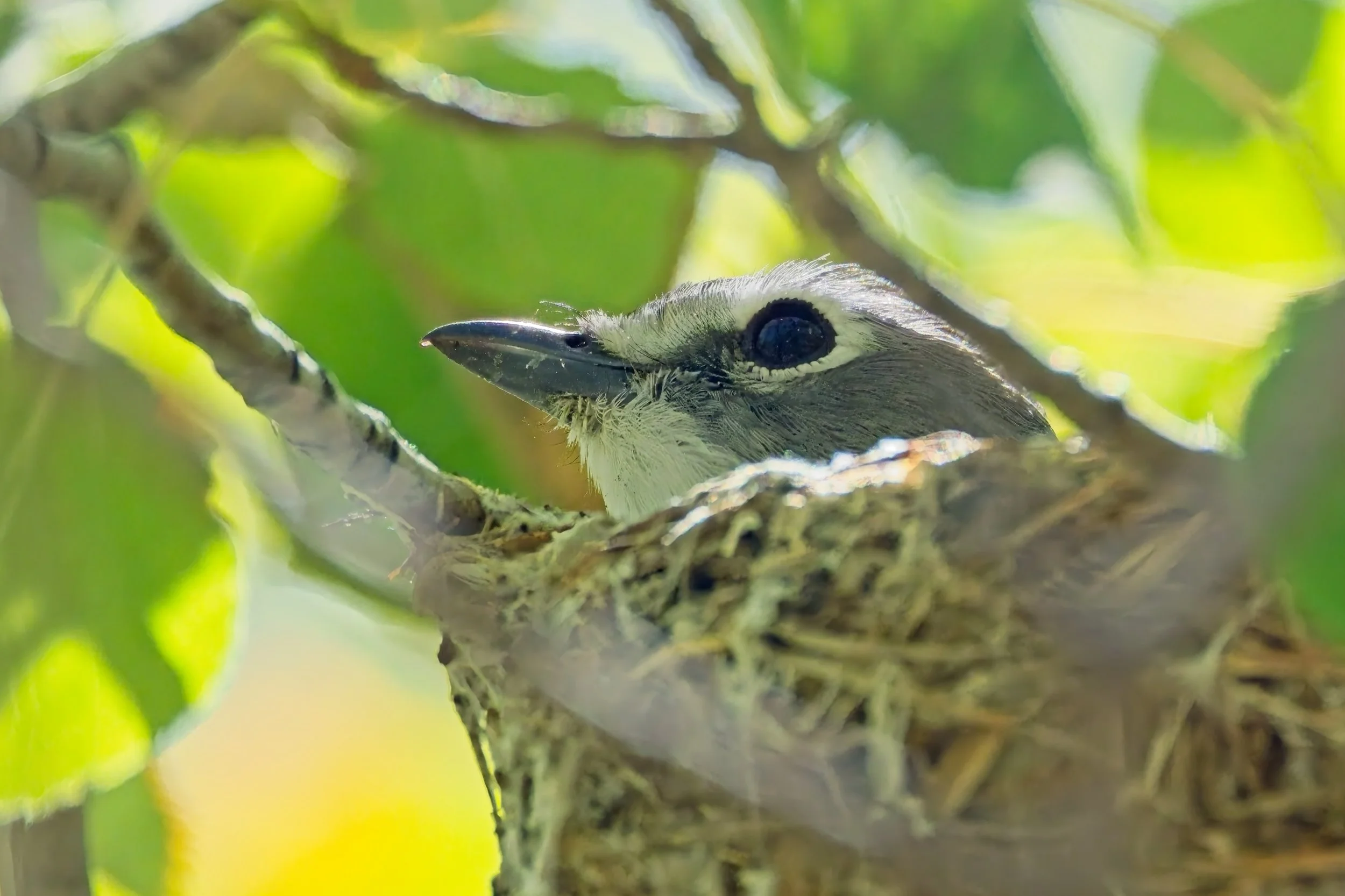 Plumbeous Vireo.jpg