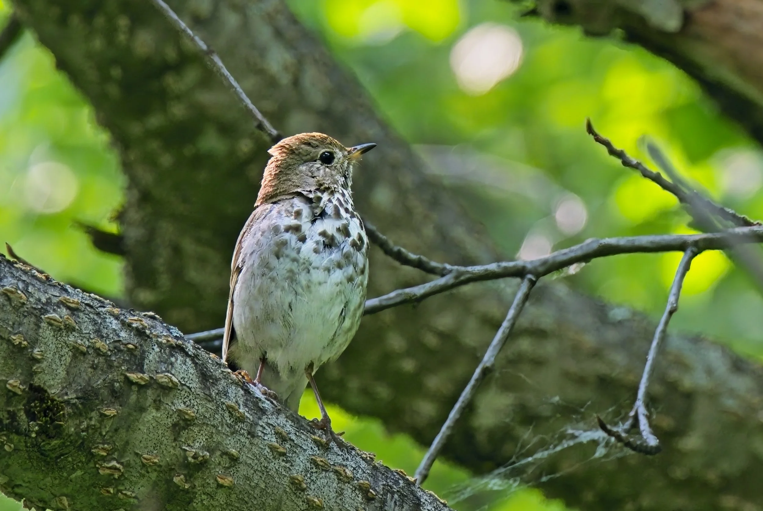 Hermit Thrush.jpg