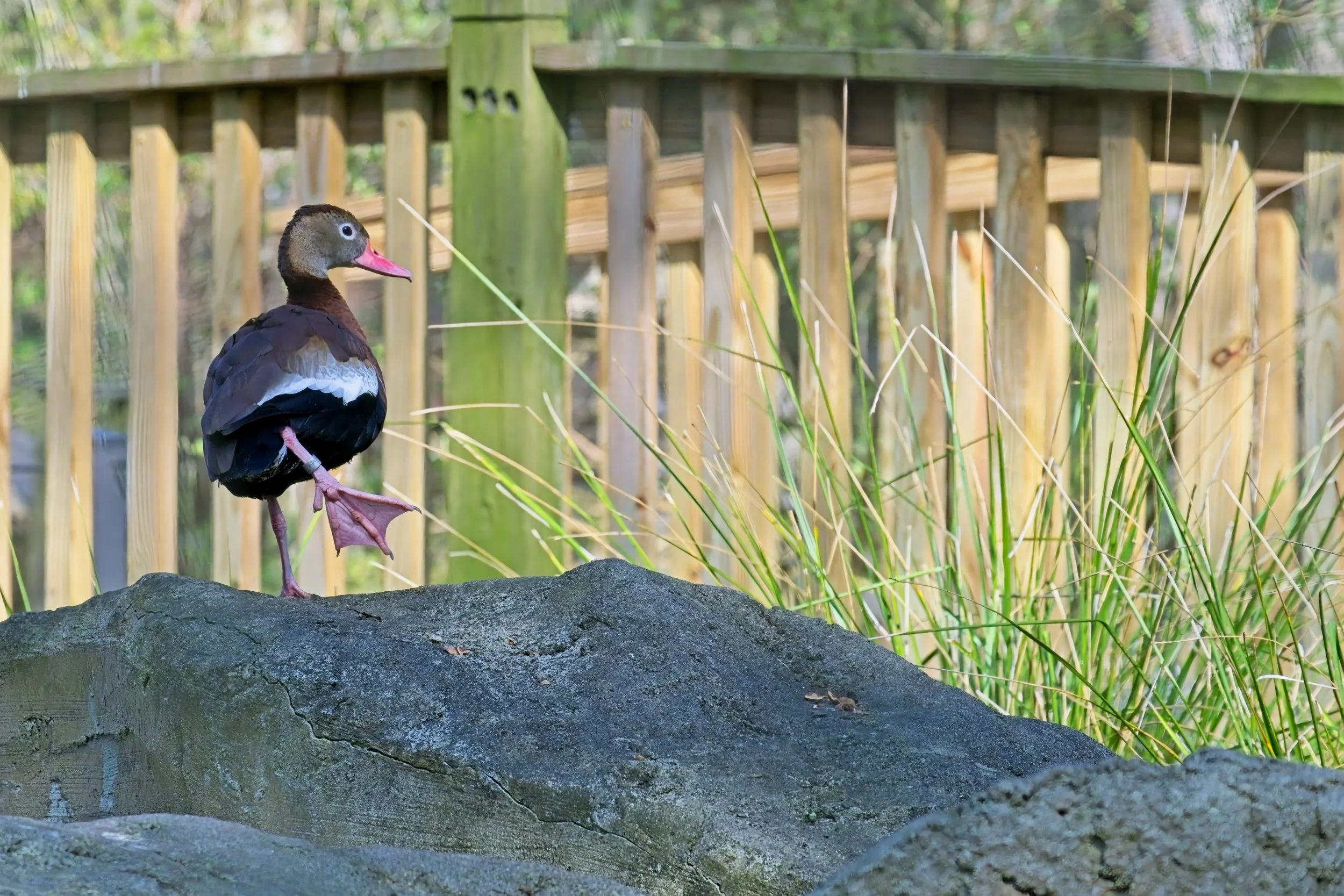 black bellied whistliing duck 1.jpg