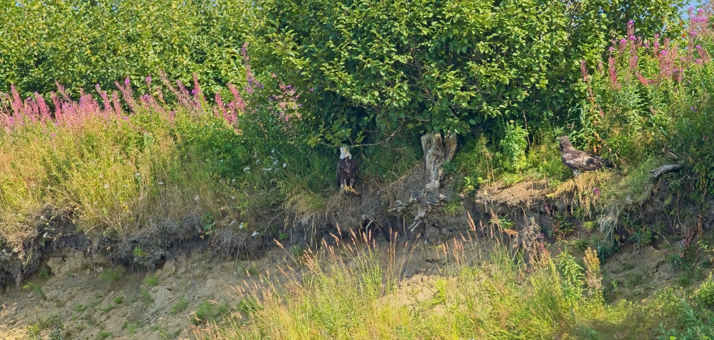 Dad and son Eagle on shore.jpg