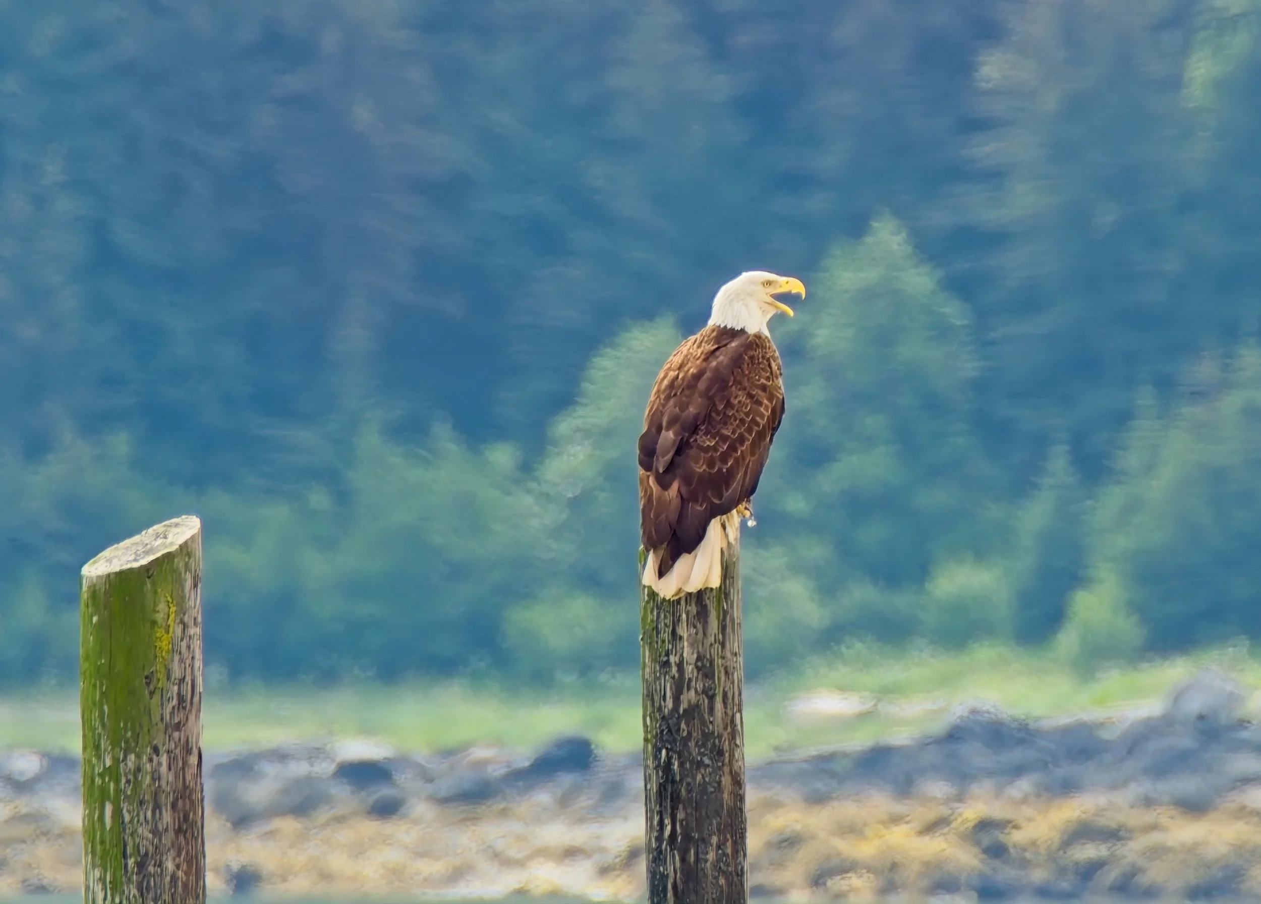 Alaska Haines Eagle.jpg