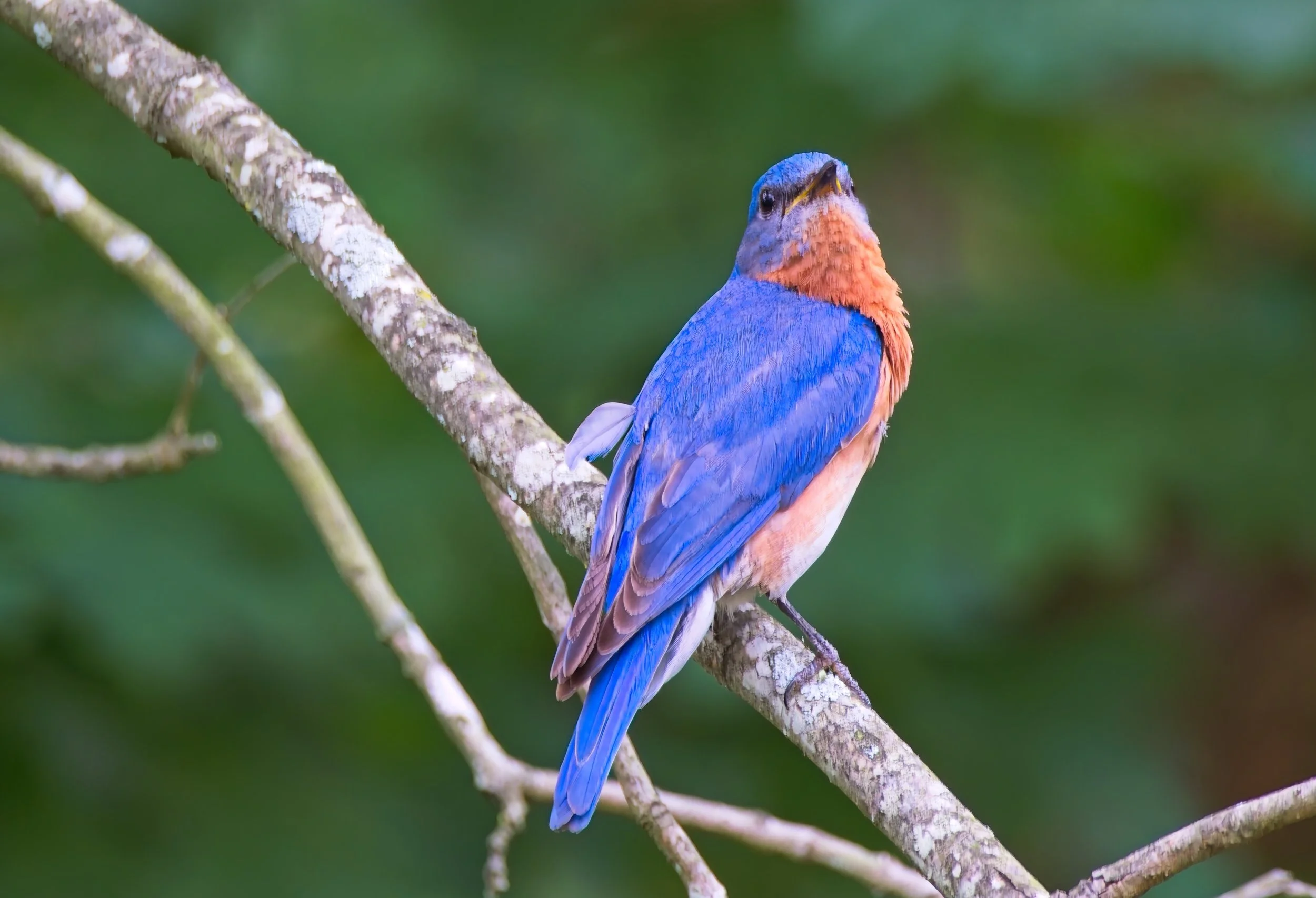 bluebird.jpg