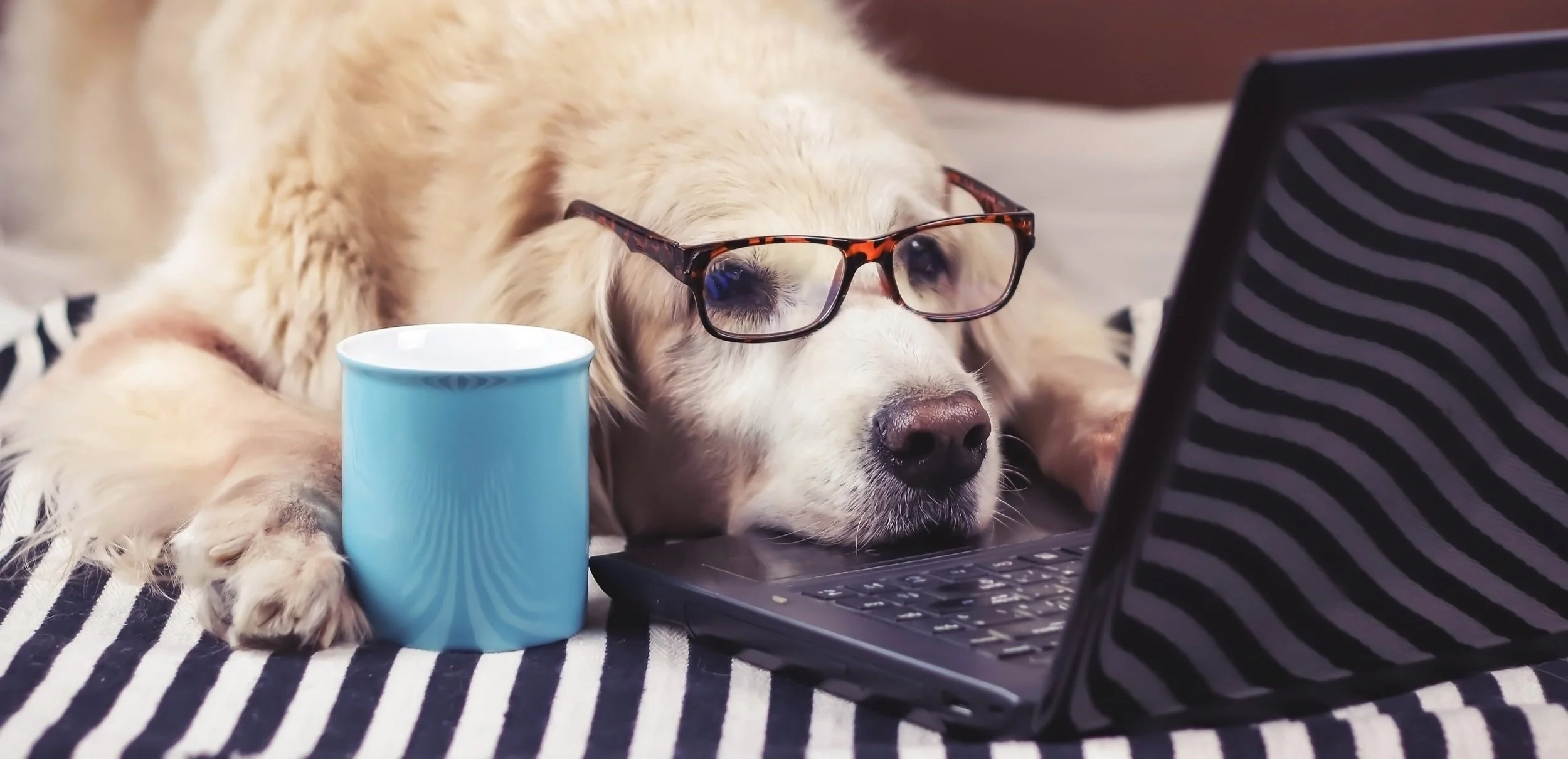 Dog+COmputer.jpg