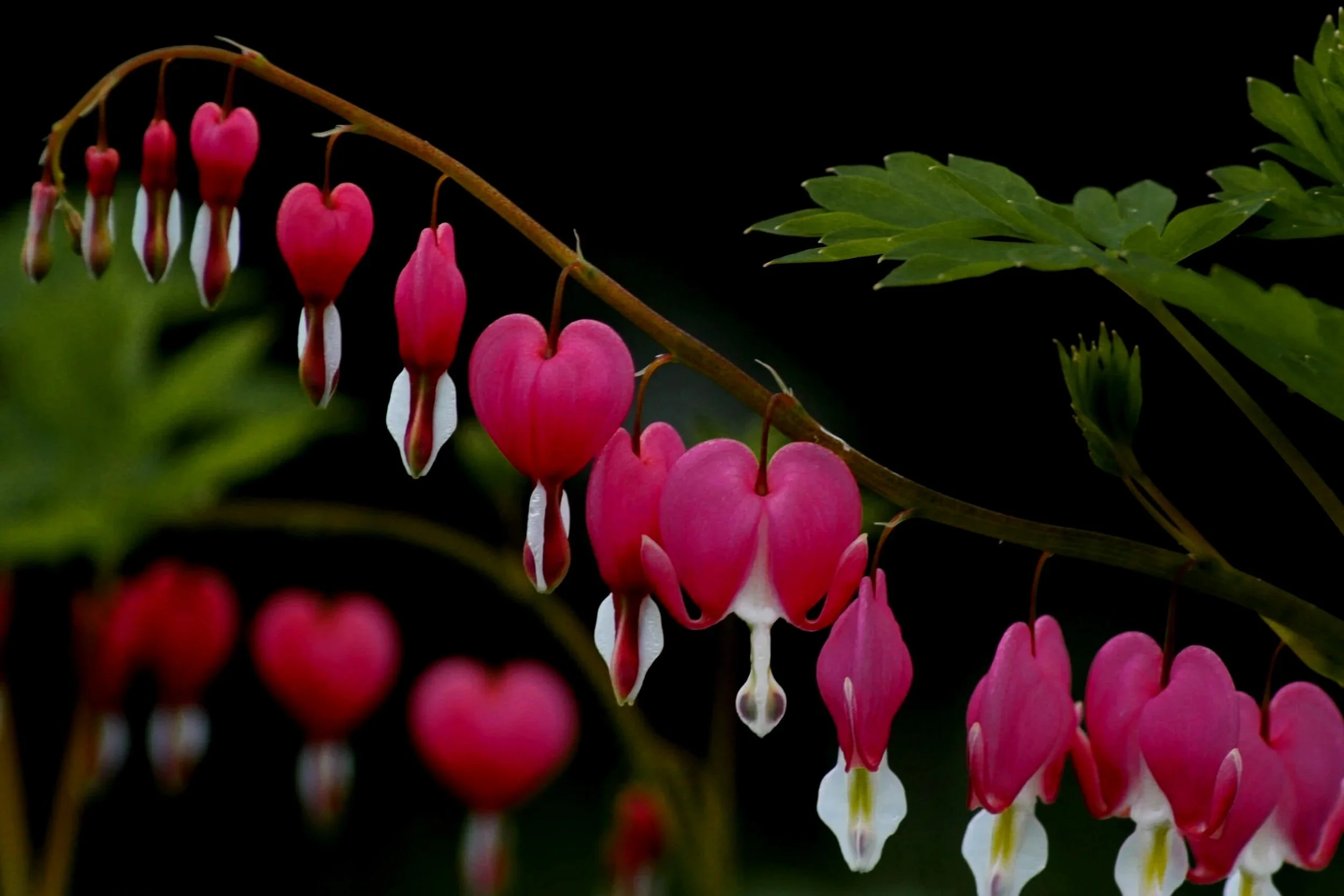 bleeding-heart-plant-florida-scaled-1.jpg