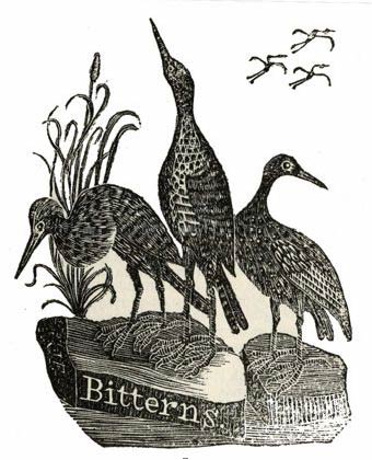 Bitterns, (from Scripture Animals , 1834).
