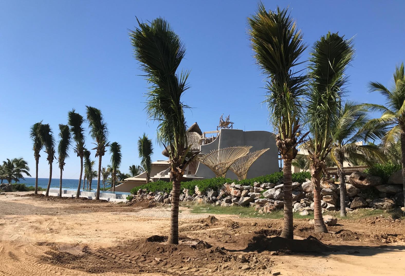 New Palm Trees | Beach Club Area