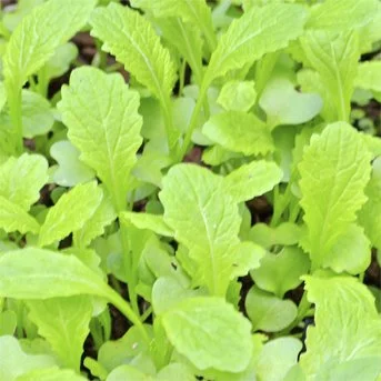 Personal Color Analysis in Norwalk, CT