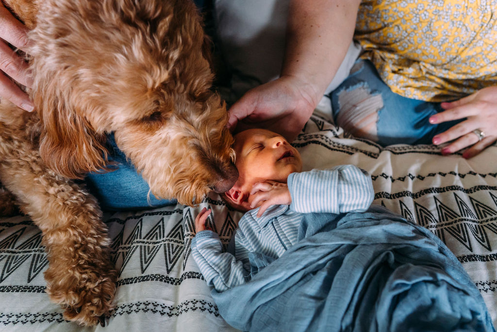 south bend indiana newborn baby lifestyle photographer photography