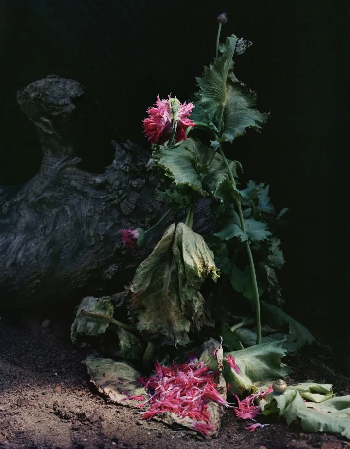   Untitled #1 ,&nbsp;2014, 34 x 30 inches, Archival pigment print&nbsp; 