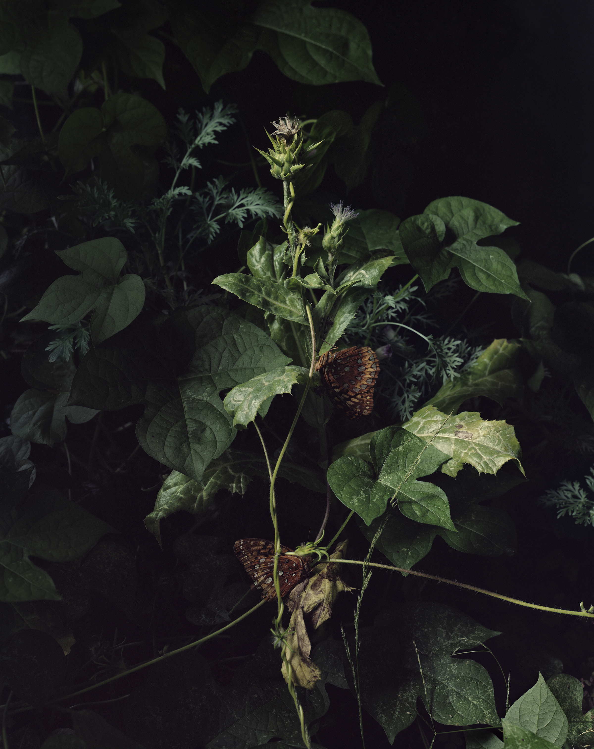 Understory 
