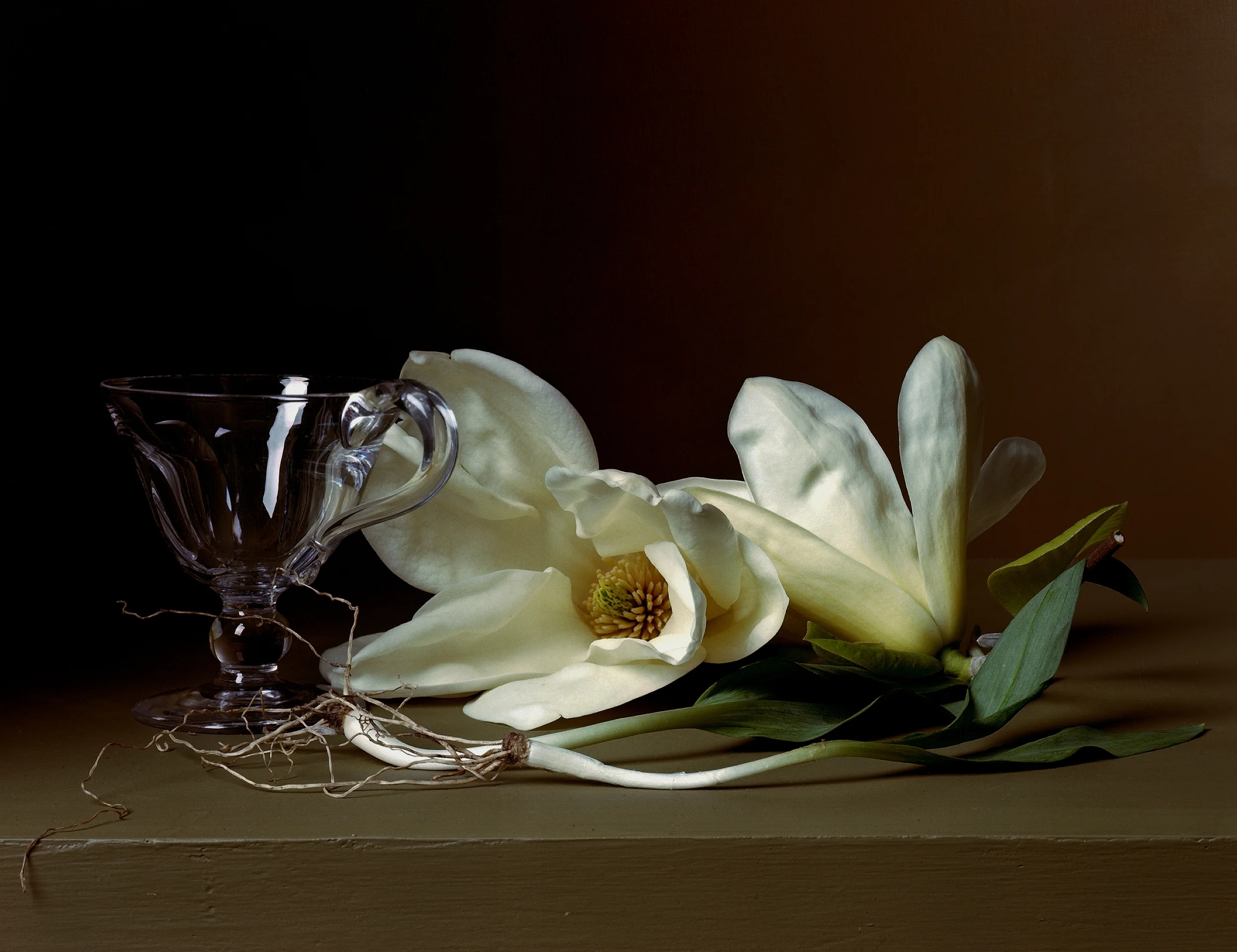   Magnolia with Wild Leeks ,&nbsp;2008, 14 x 17 inches, C-print&nbsp; 