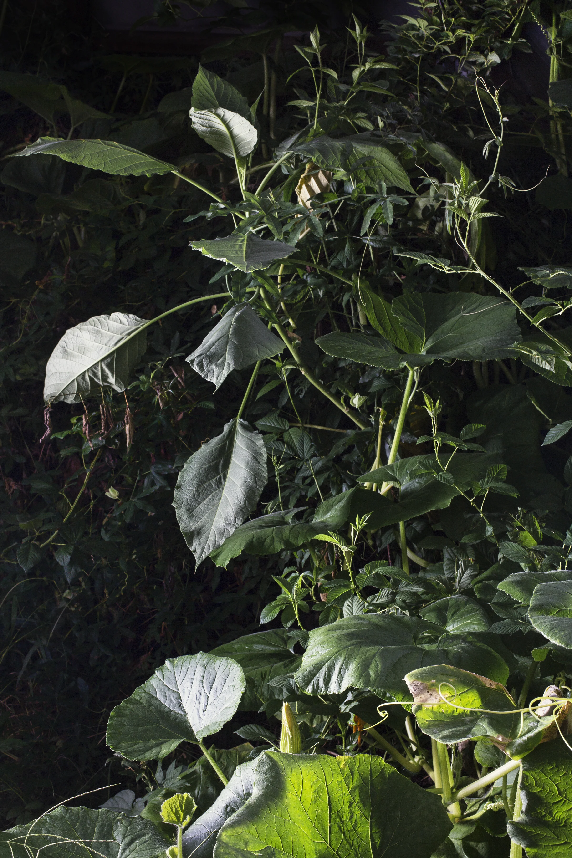  Untitled #9 ,&nbsp;2015, 38 x 26 inches,&nbsp;Archival pigment print&nbsp; 