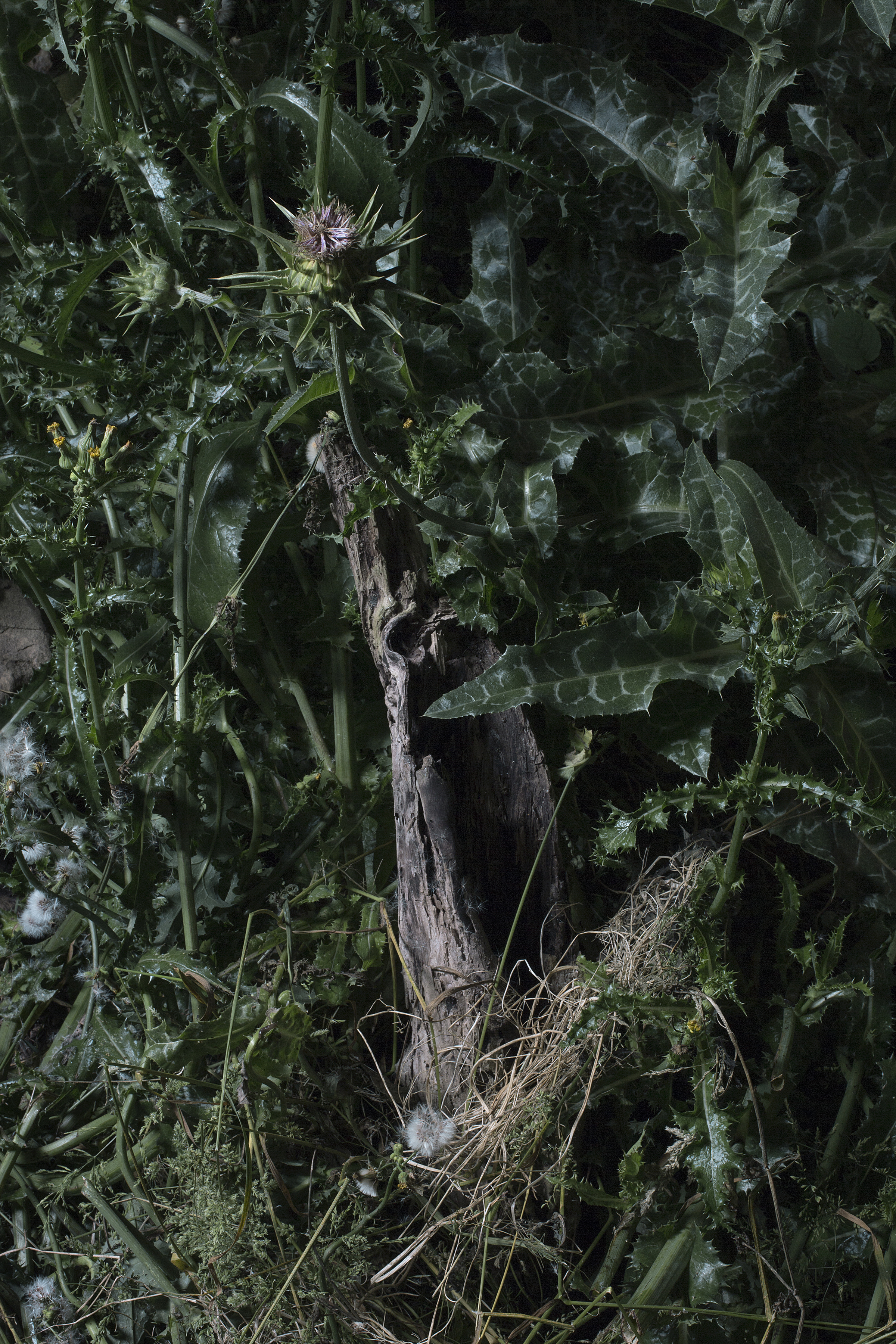   Untitled #4 ,&nbsp;2015, 30 x 20 inches, Archival pigment print&nbsp; 