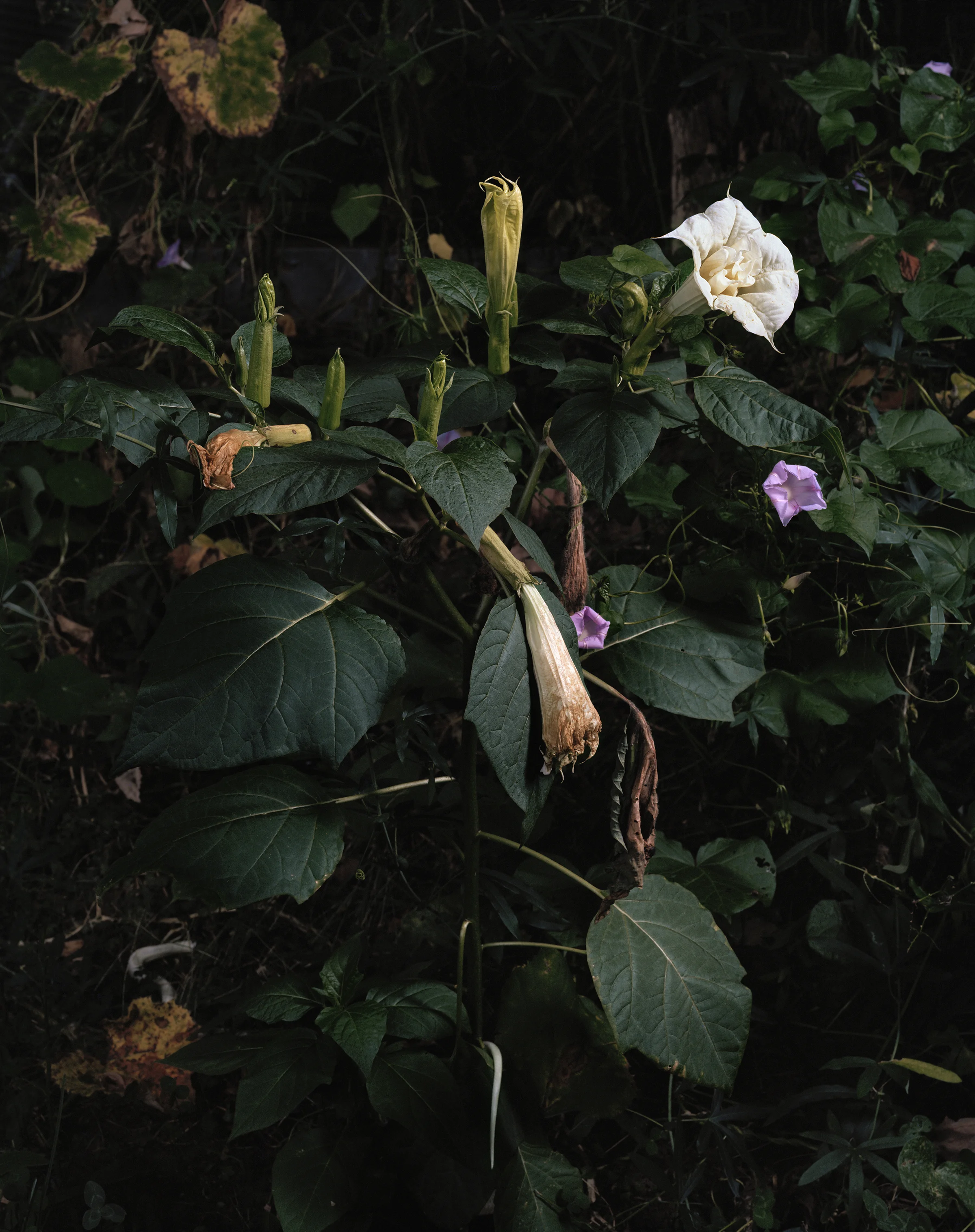   Untitled #11 ,&nbsp;2015, 31 x 25 inches, Archival pigment print&nbsp; 