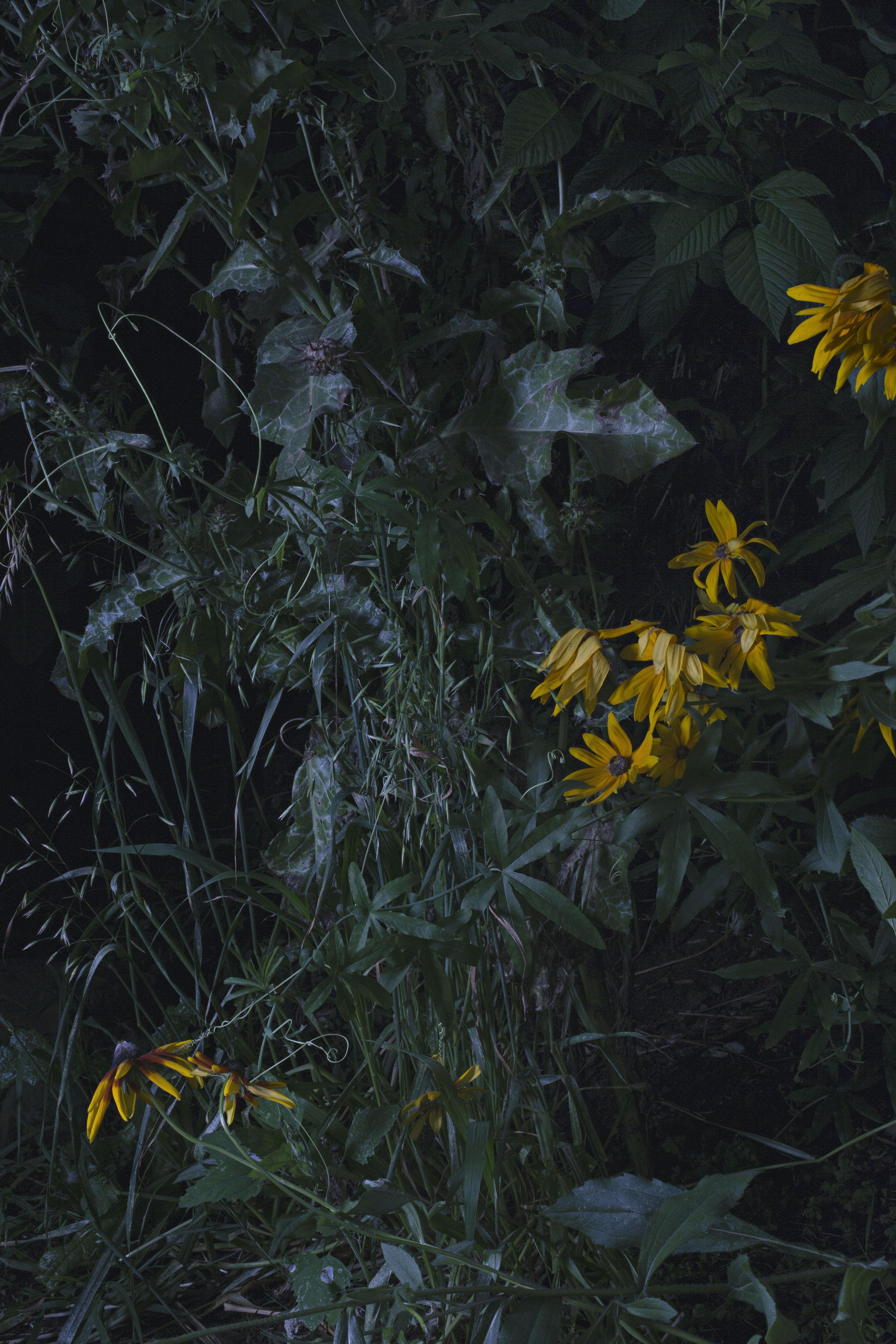   Untitled #8 ,&nbsp;2015, 40 x 26 inches,&nbsp;Archival pigment print&nbsp; 