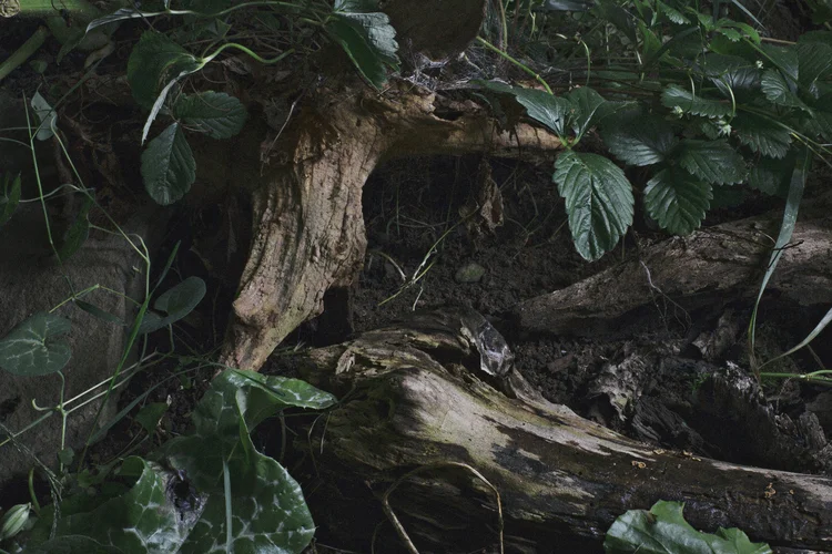 Nightjar at Underdonk