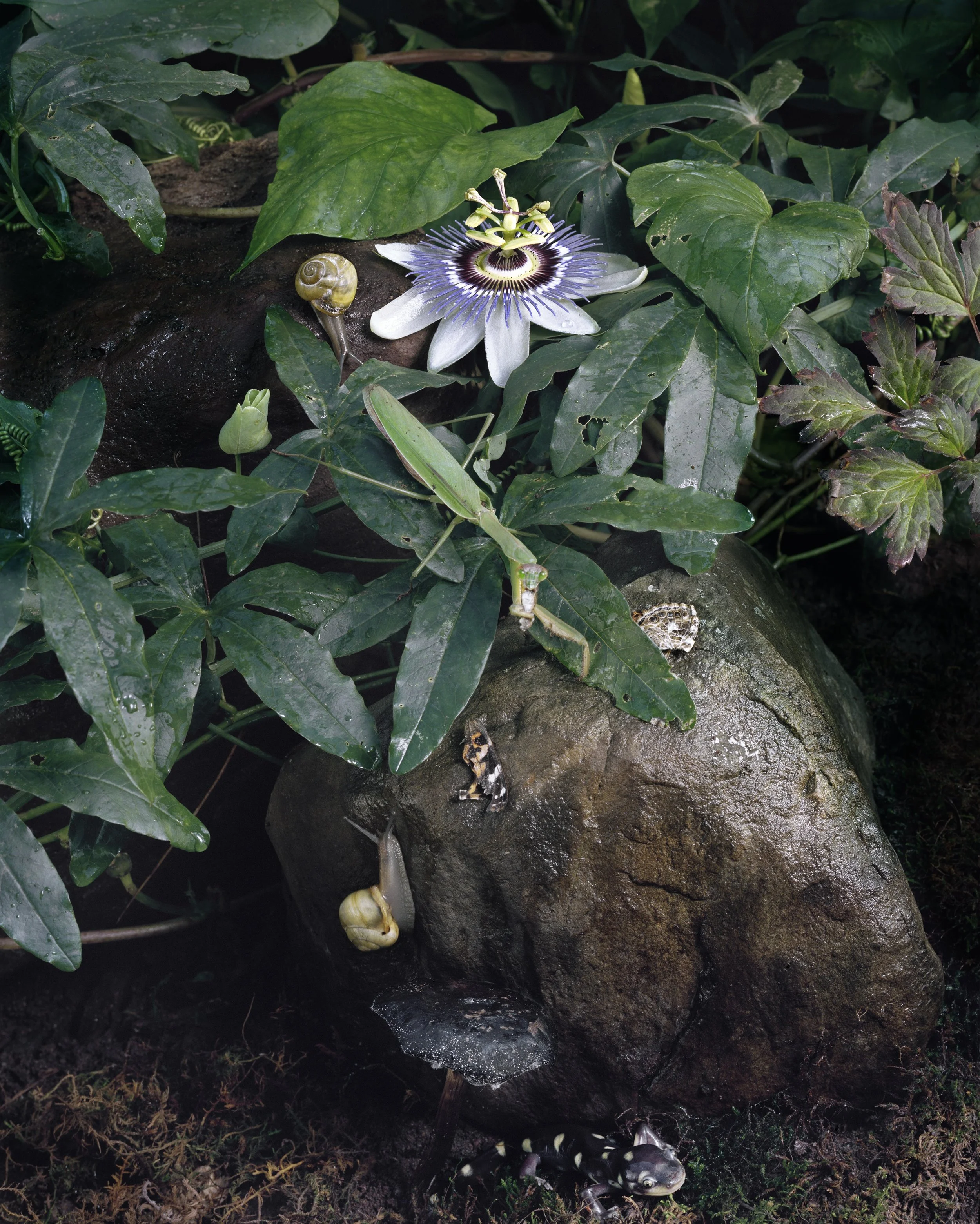 Sharon Core, Untitled #17 from the series Understory, 2017