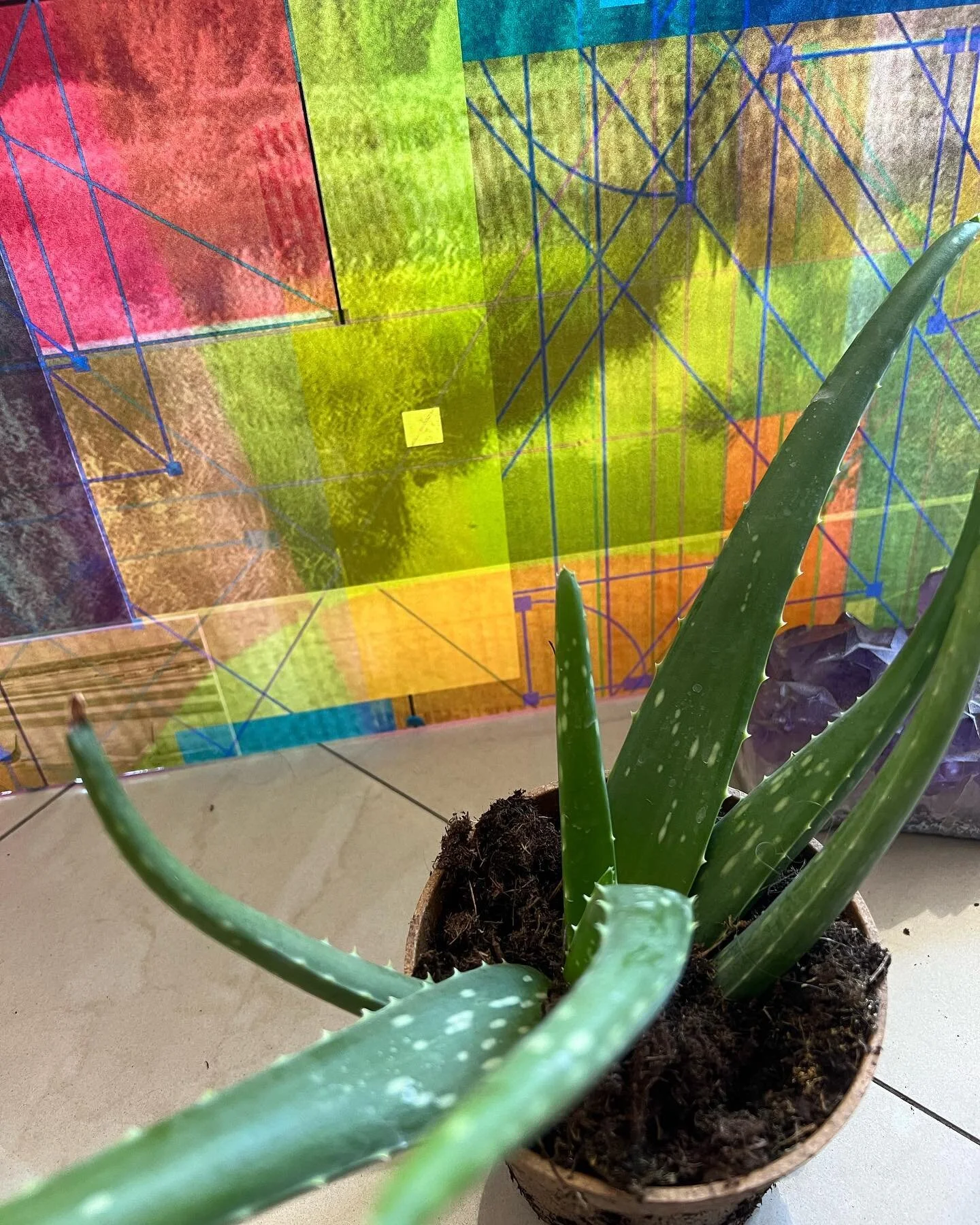 #newbabies #plants #avatar #nourish #northnodeintaurus #ecologyofform