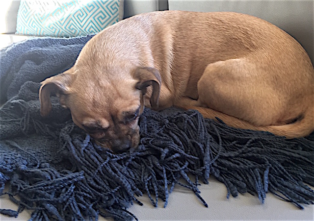 Lulu likes to steal my throw.