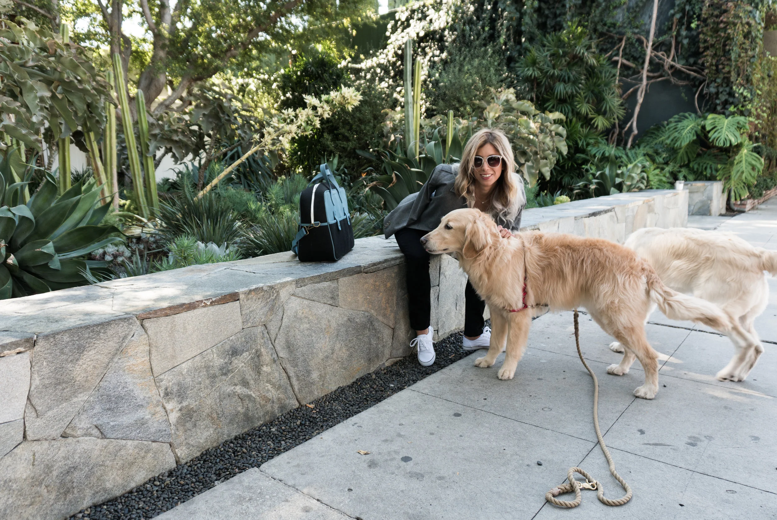 How cute are these dogs that just stopped by to say hello?