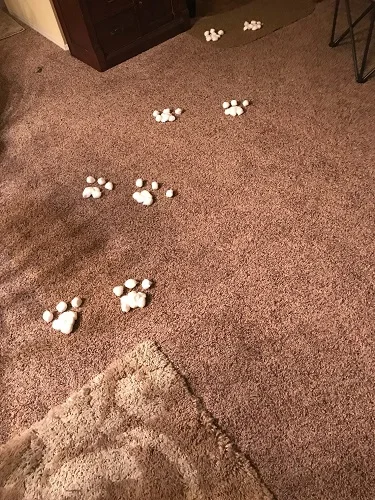 hop hop bunny bunny