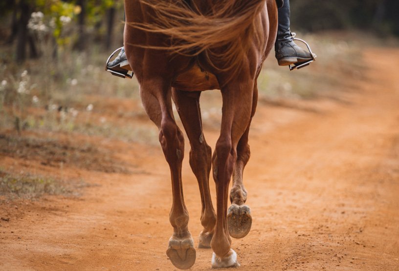 Horse Trial Form