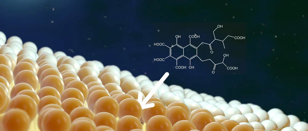 Fulvic acids are small enough to pass through cell membranes, carrying with them valuable micronutrients into the plant. 
