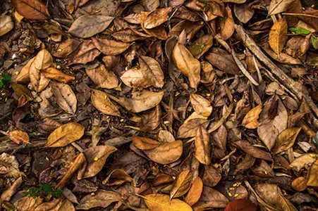 Leaves.jpg