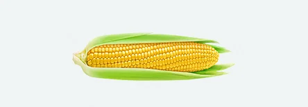 FieldCornPic.jpg