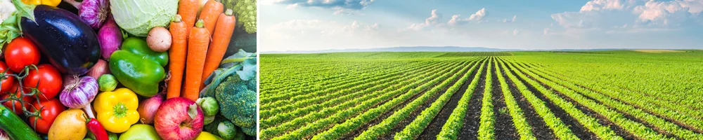 Field and fruits after humic acid application.
